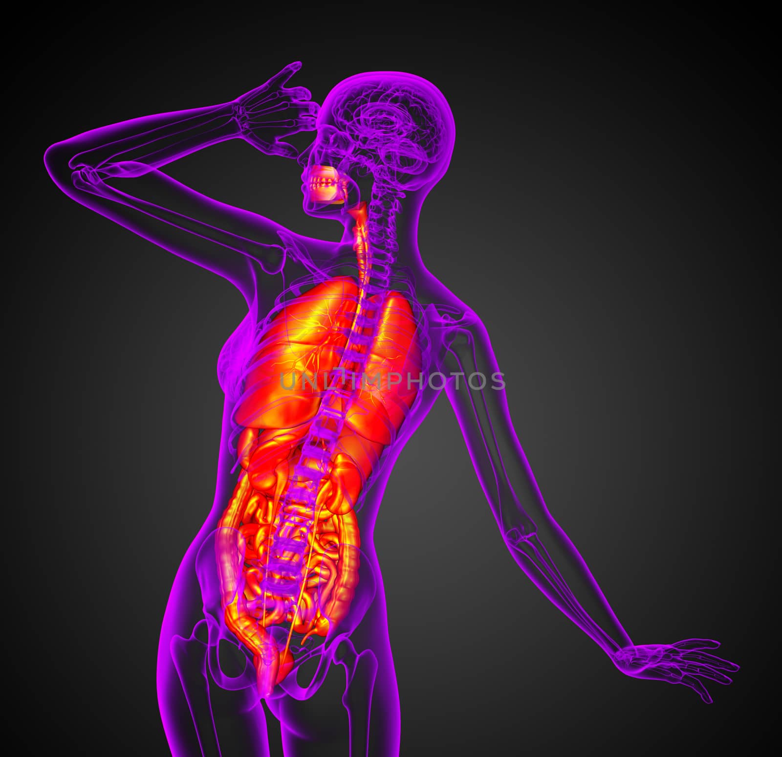 3d render medical illustration of the human digestive system and respiratory system - back view