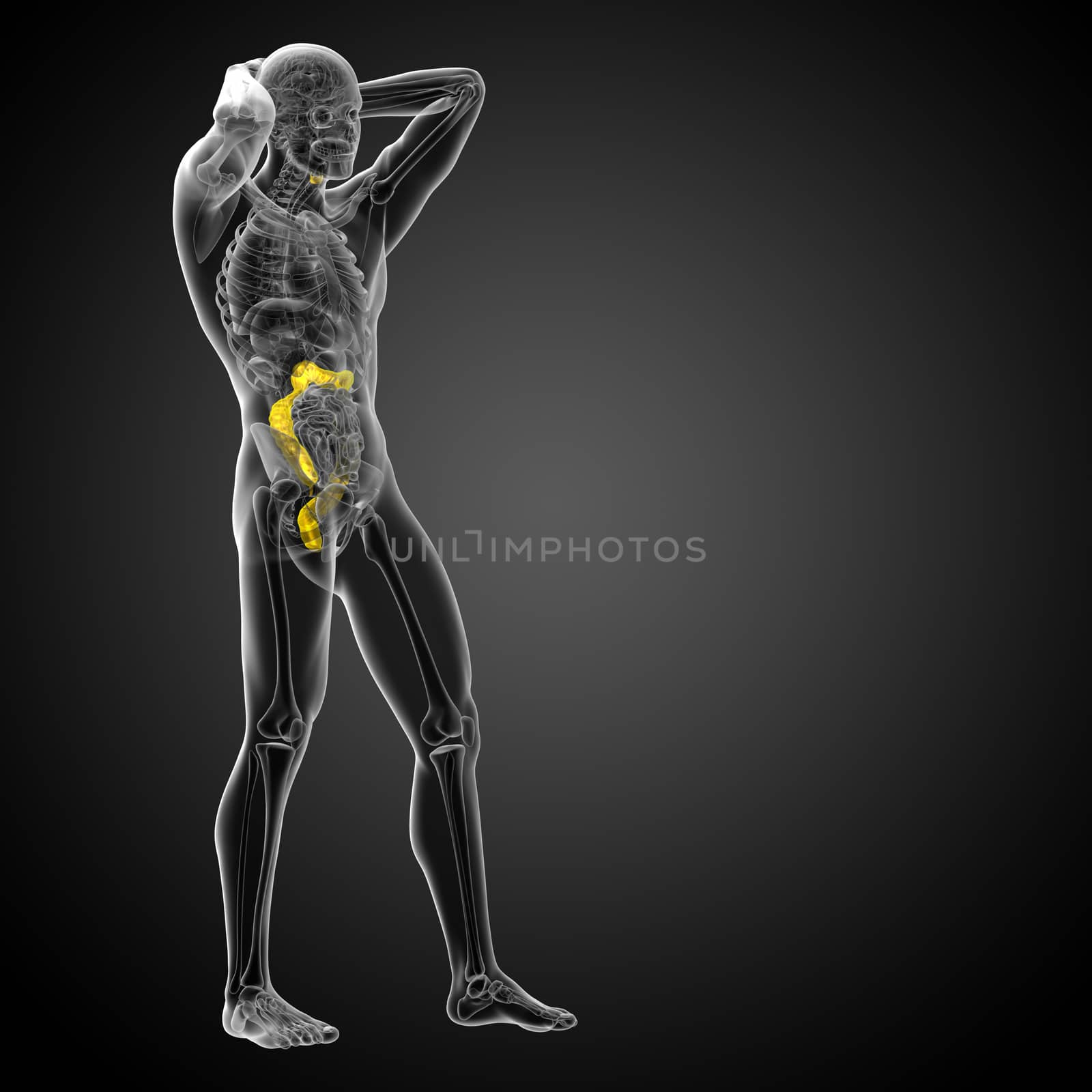 3d render medical illustration of the human larg intestine - side view