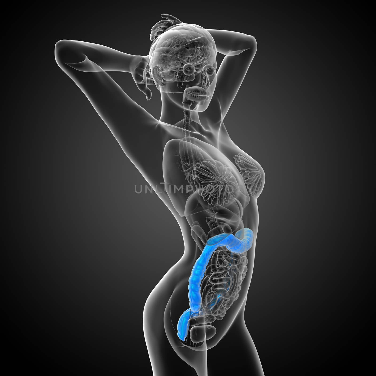 3d render medical illustration of the human larg intestine - side view