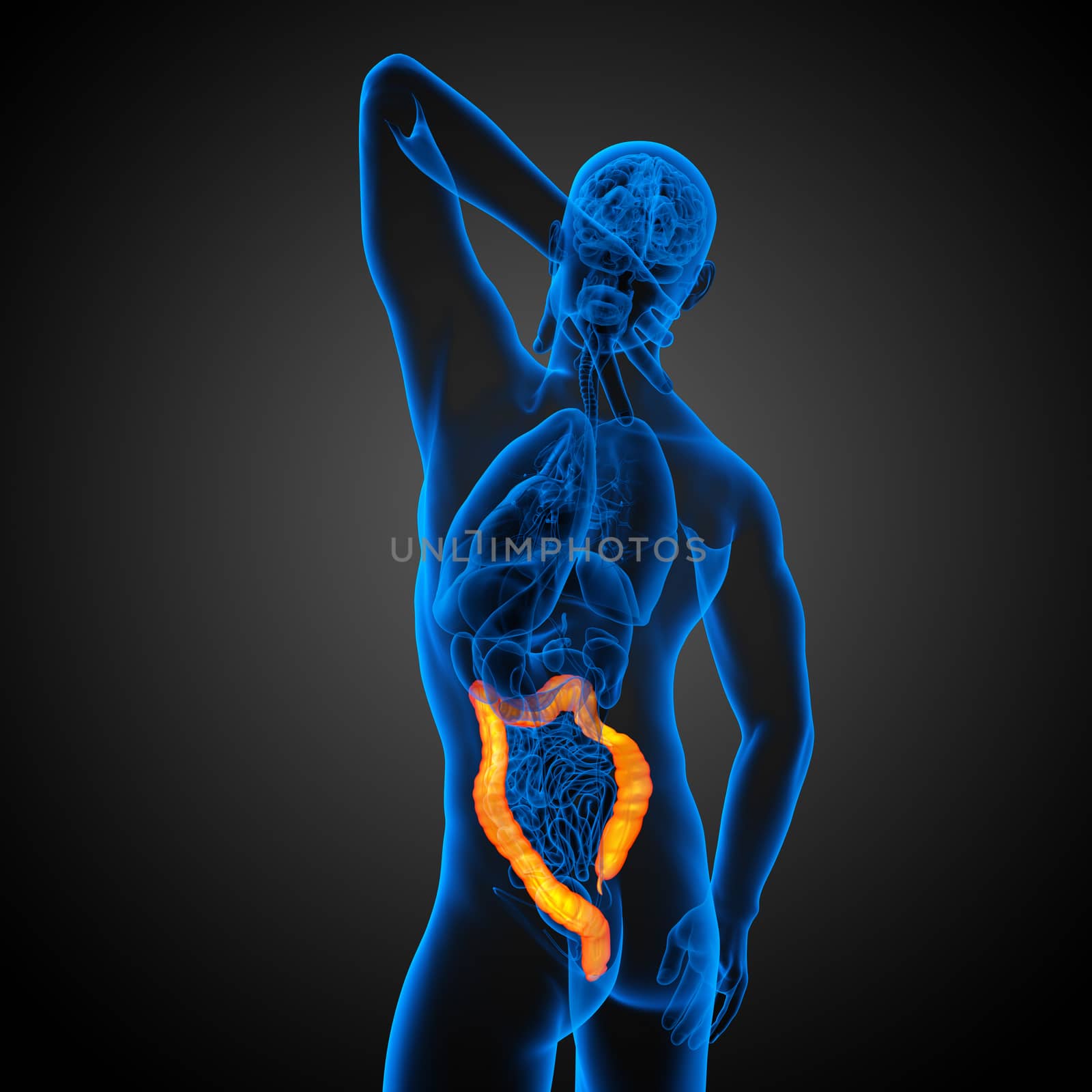 3d render medical illustration of the human larg intestine - side view