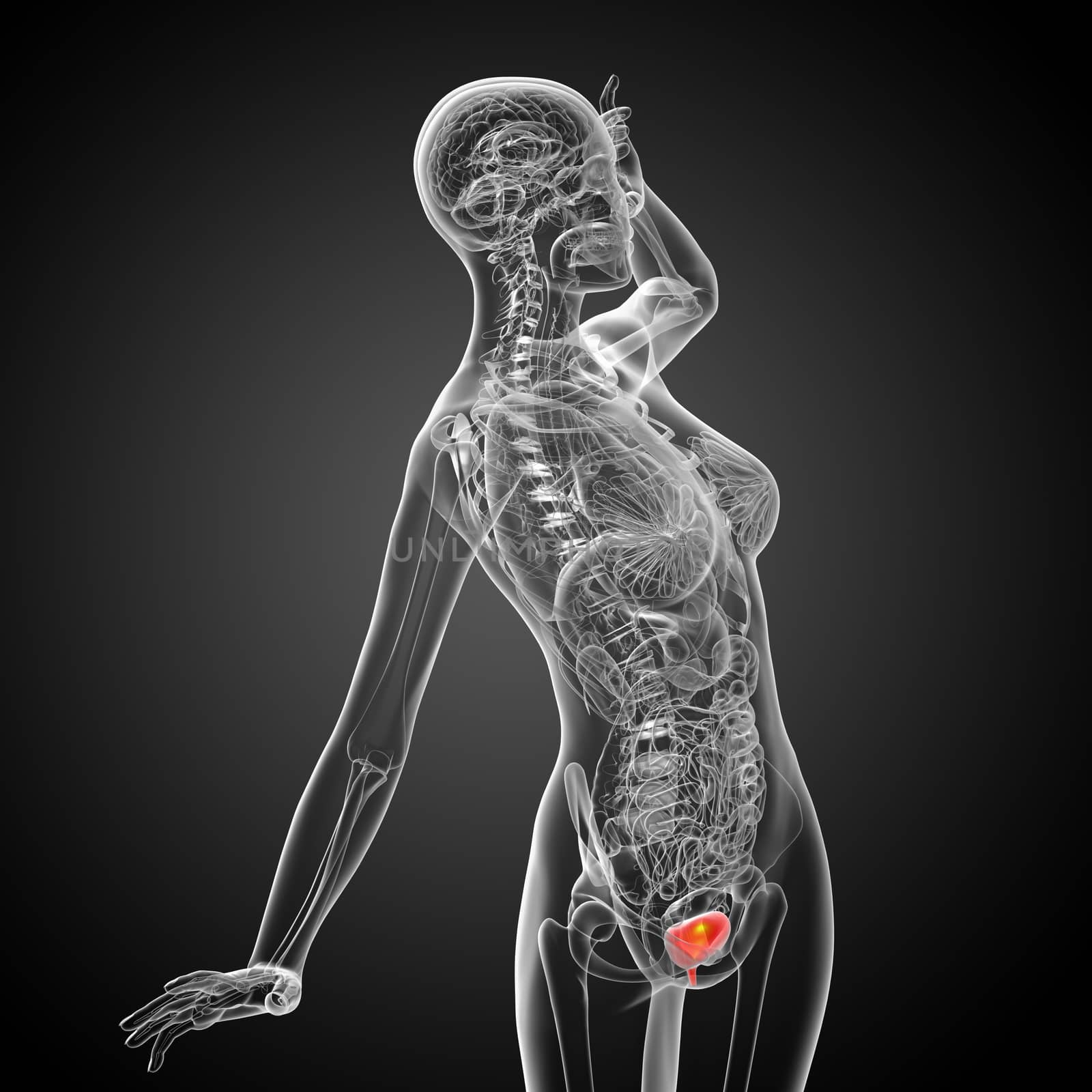 3d render medical illustration of the bladder - side view