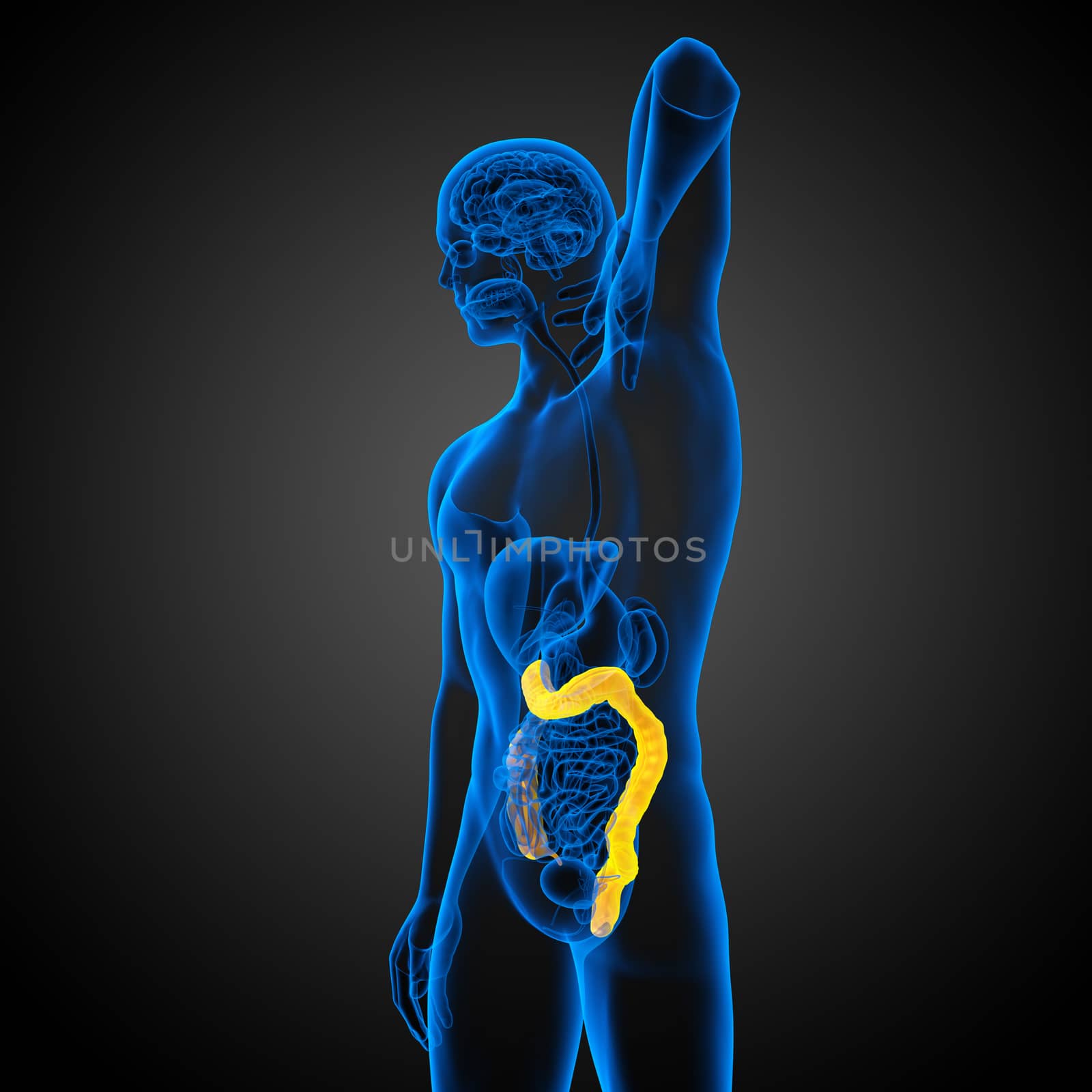 3d render medical illustration of the human larg intestine by maya2008