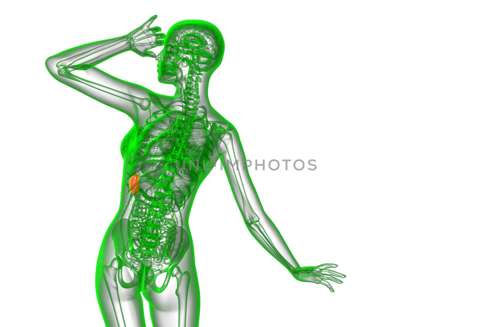 3d render medical illustration of the spleen by maya2008