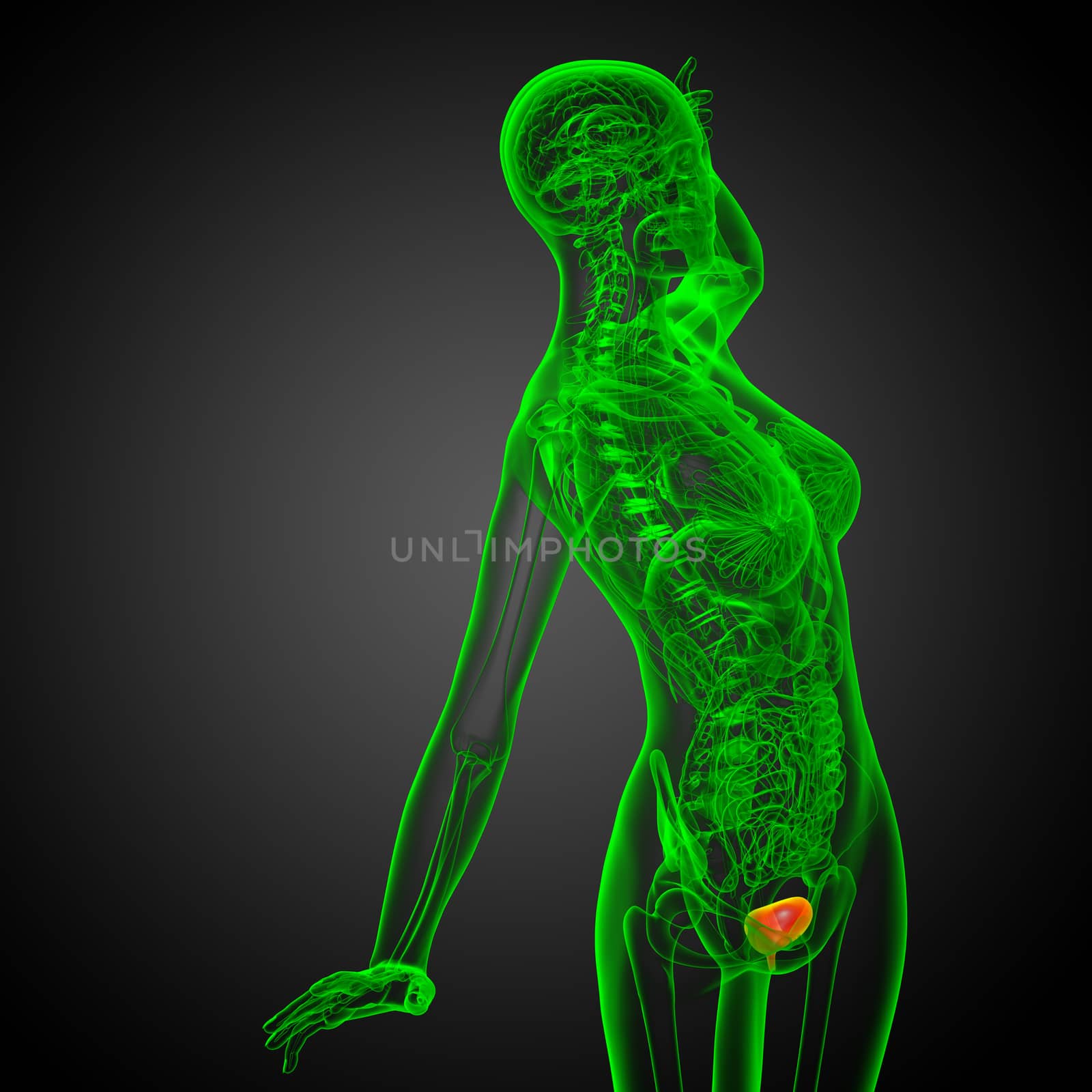 3d render medical illustration of the bladder - side view