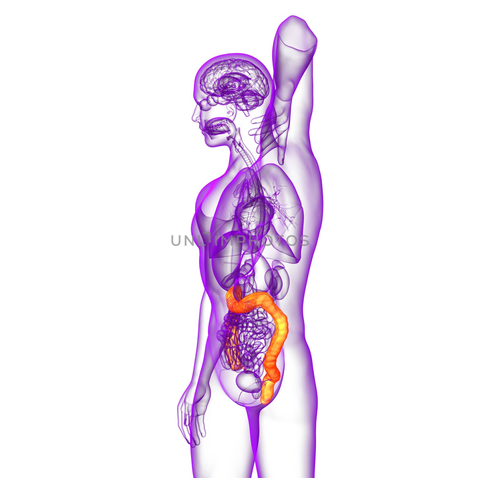 3d render medical illustration of the human larg intestine - side view