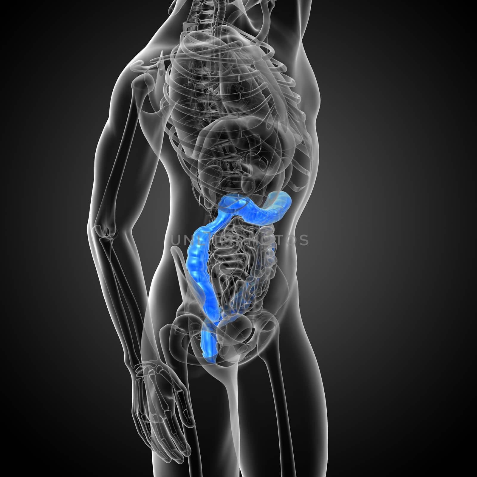 3d render medical illustration of the human larg intestine - side view