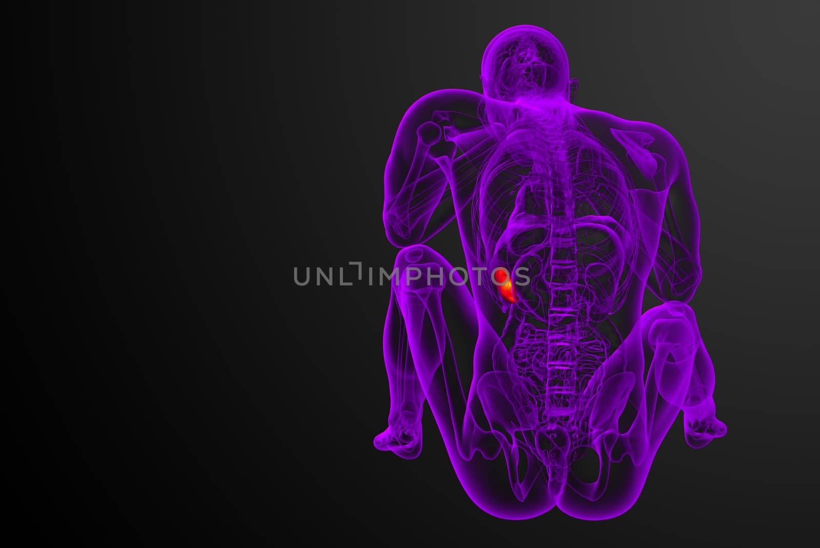 3d render medical illustration of the spleen by maya2008