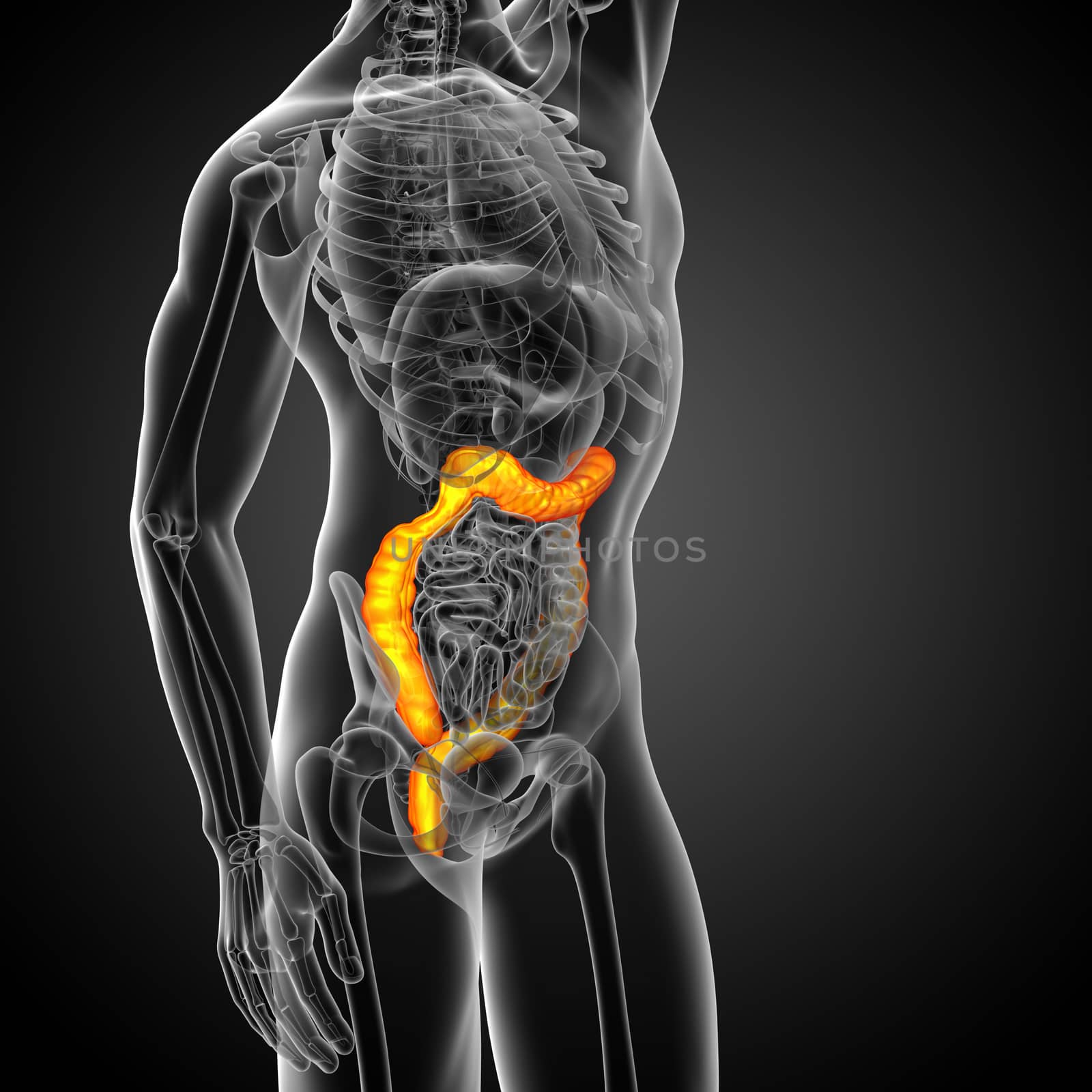 3d render medical illustration of the human larg intestine - side view