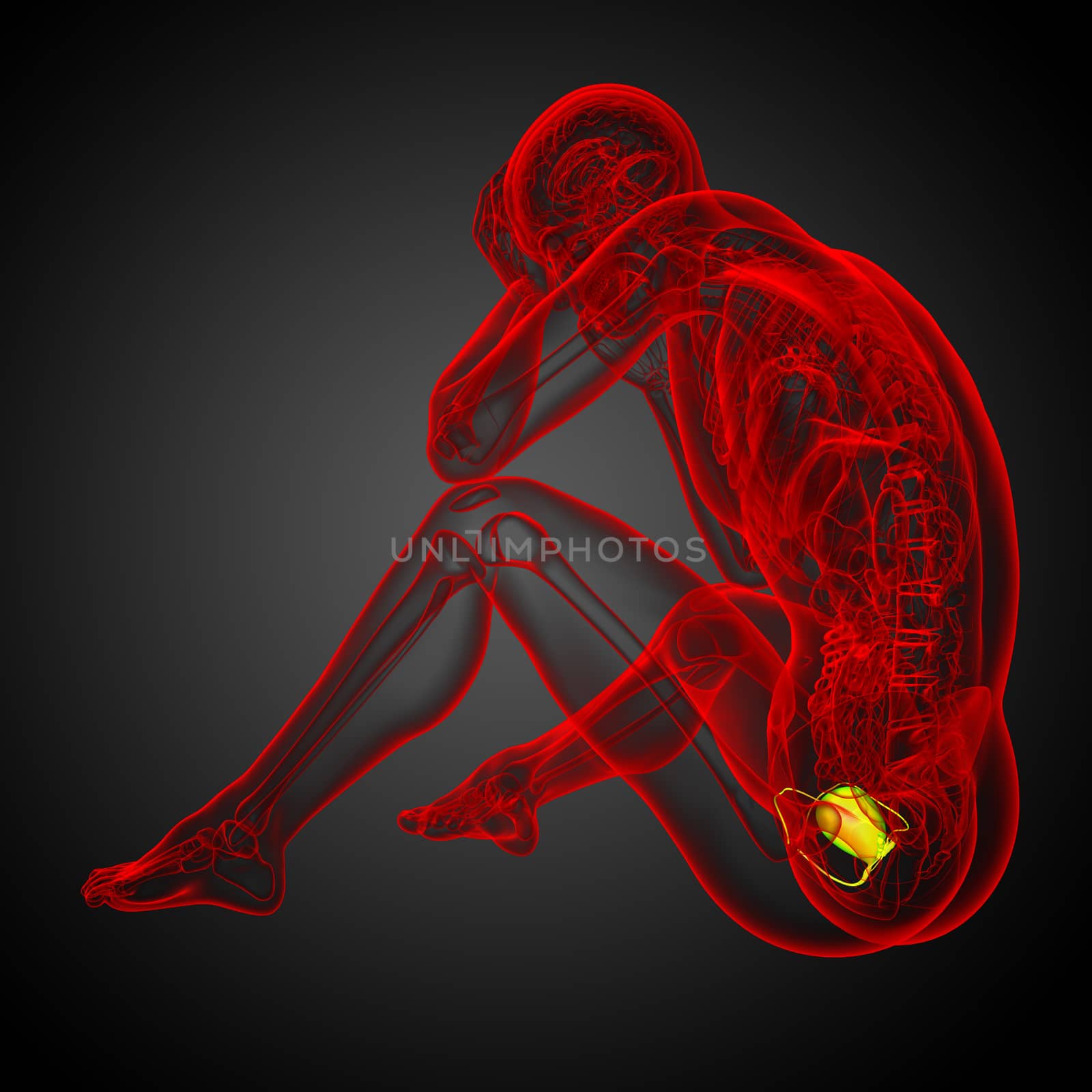 3d render medical illustration of the bladder - side view