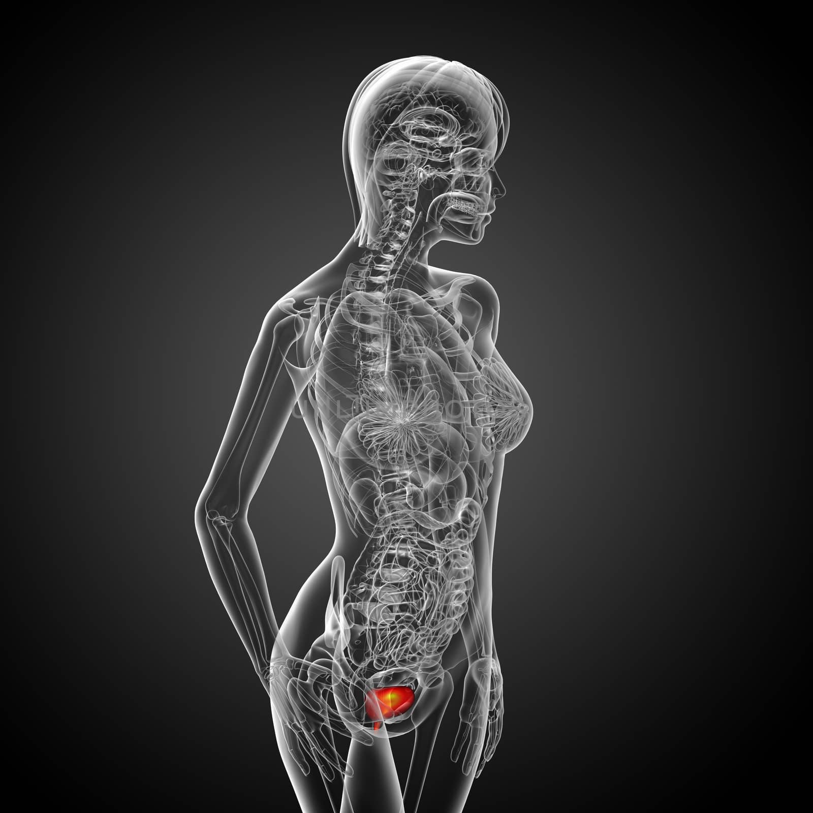 3d render medical illustration of the bladder by maya2008