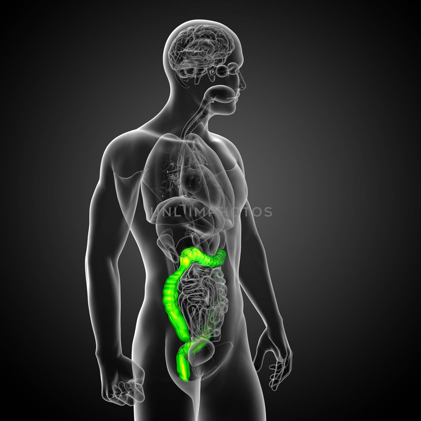 3d render medical illustration of the human larg intestine - side view