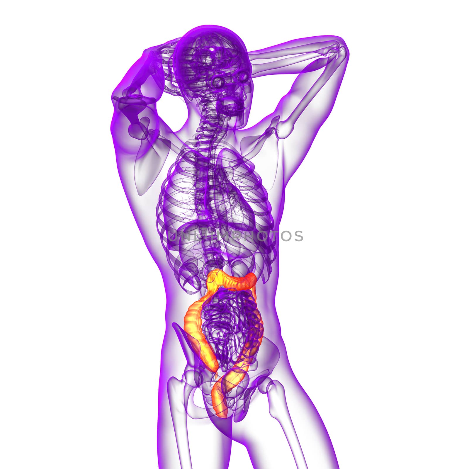 3d render medical illustration of the human larg intestine by maya2008