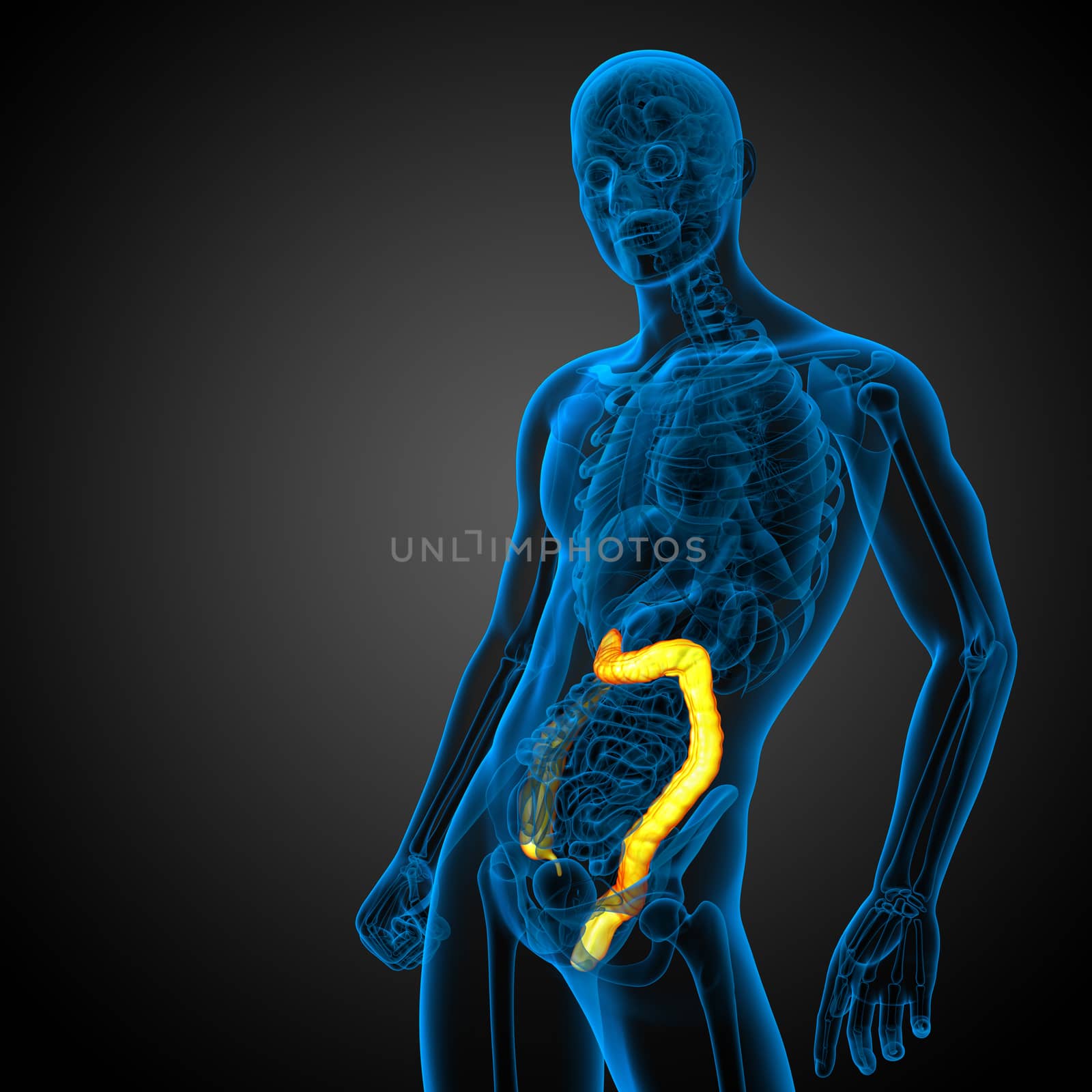 3d render medical illustration of the human larg intestine - side view