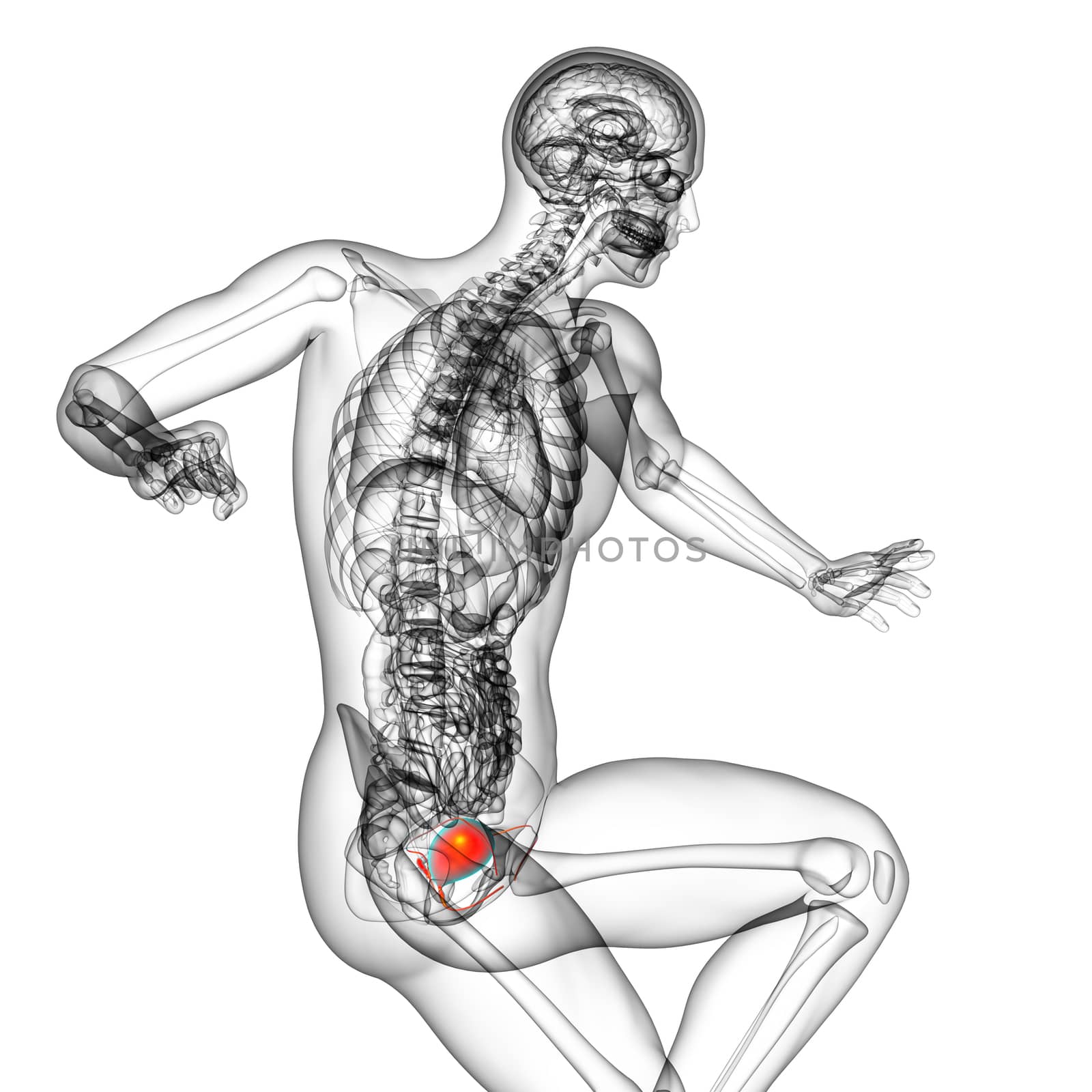 3d render medical illustration of the bladder - side view