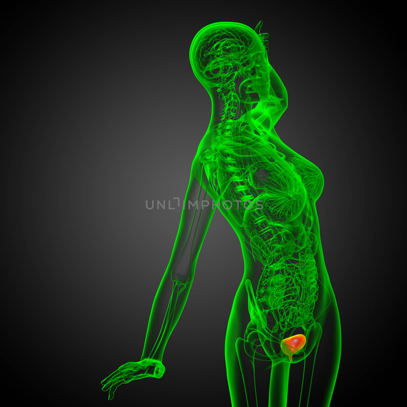 3d render medical illustration of the bladder - side view