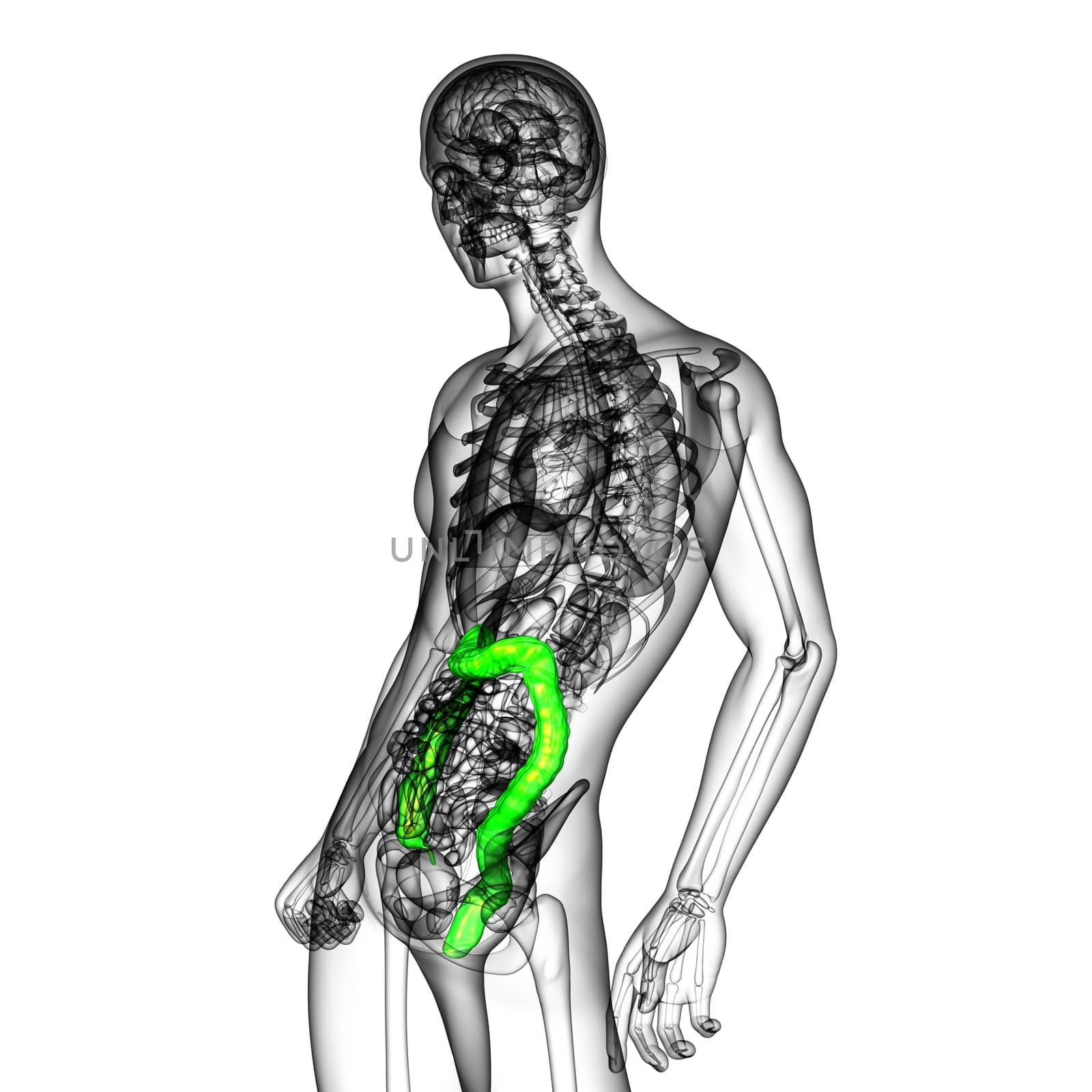 3d render medical illustration of the human larg intestine - side view