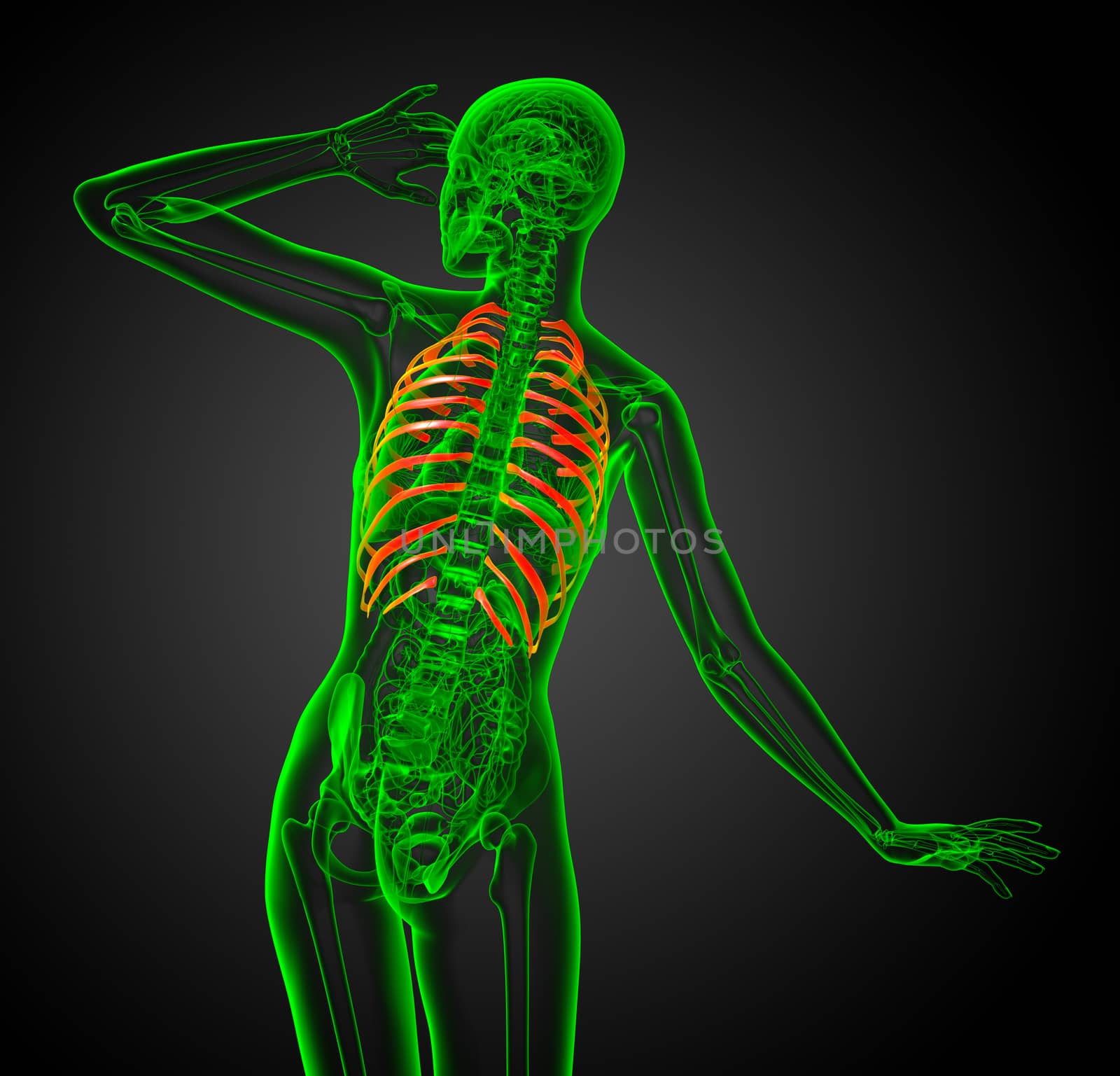 3d render illustration of the rib cage - back view