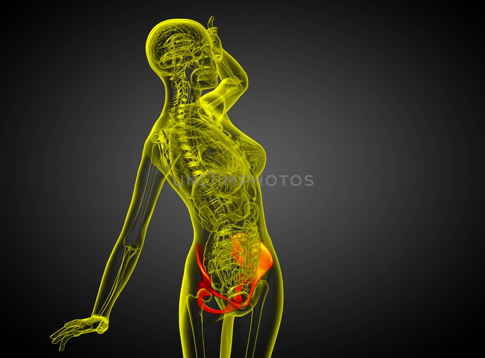 3d render medical illustration of the pelvis bone  by maya2008