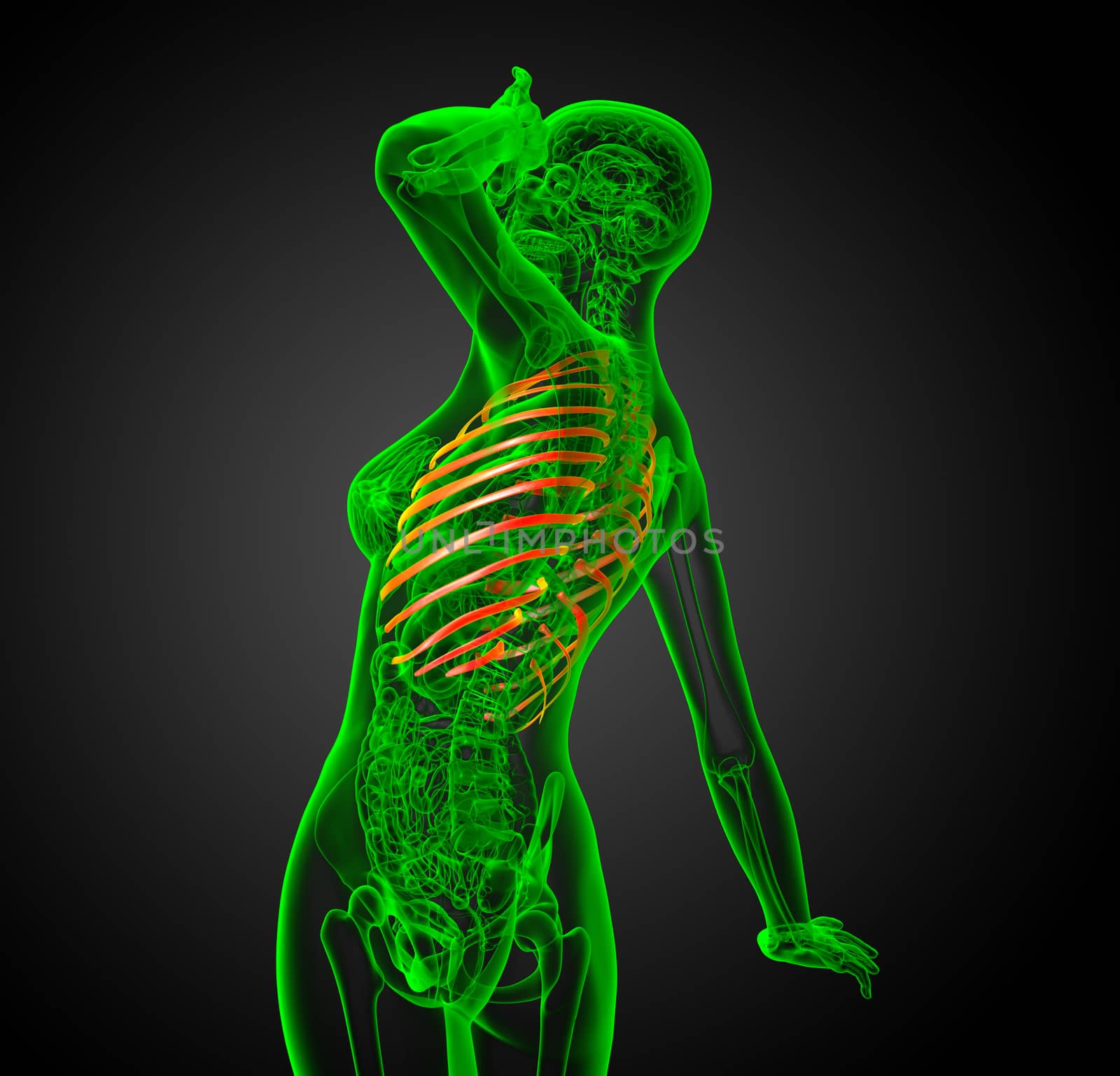 3d render illustration of the rib cage  by maya2008