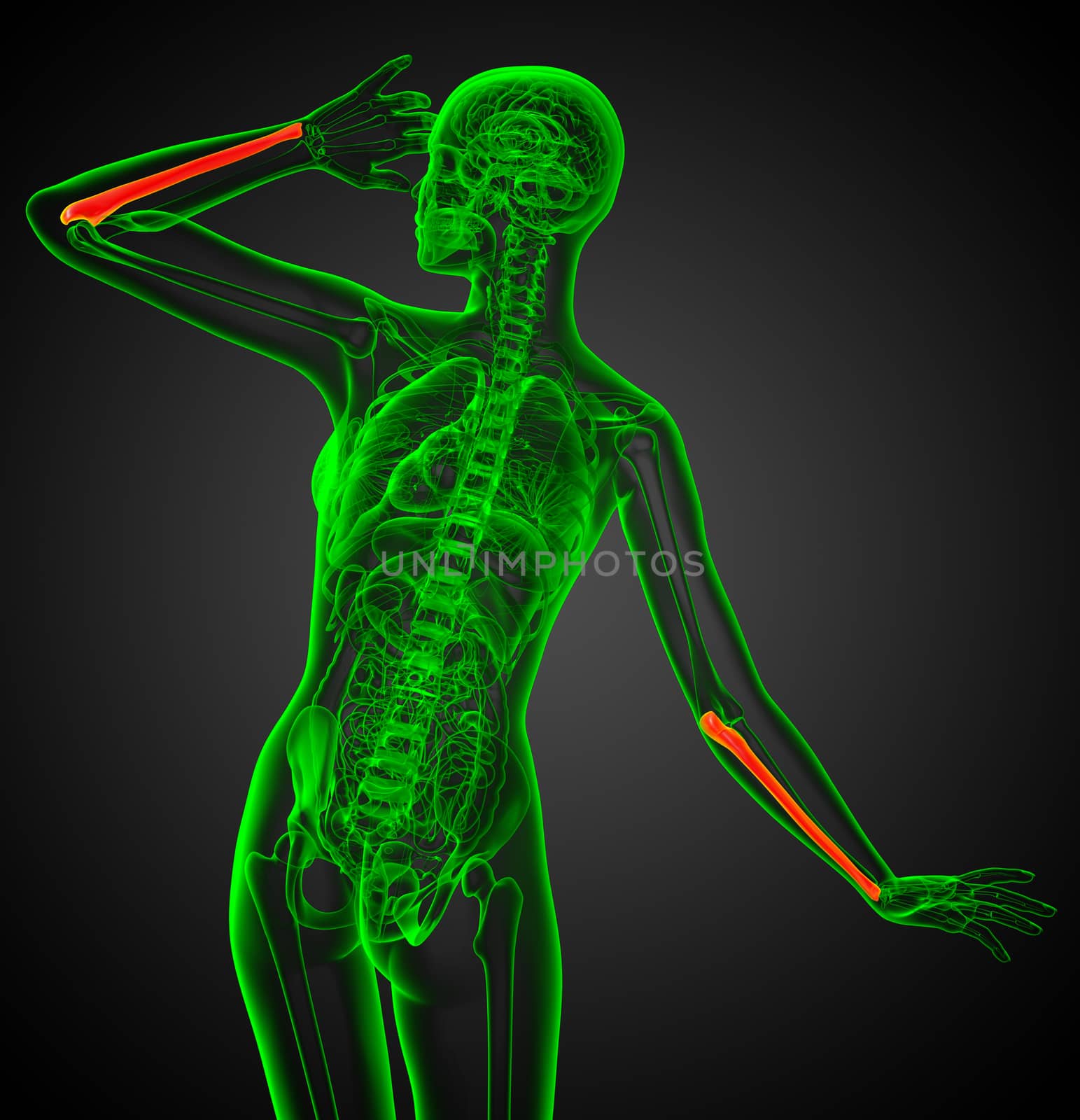 3d render medical illustration of the ulna bone - back view