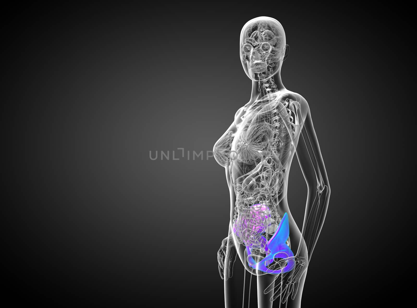 3d render medical illustration of the pelvis bone  by maya2008
