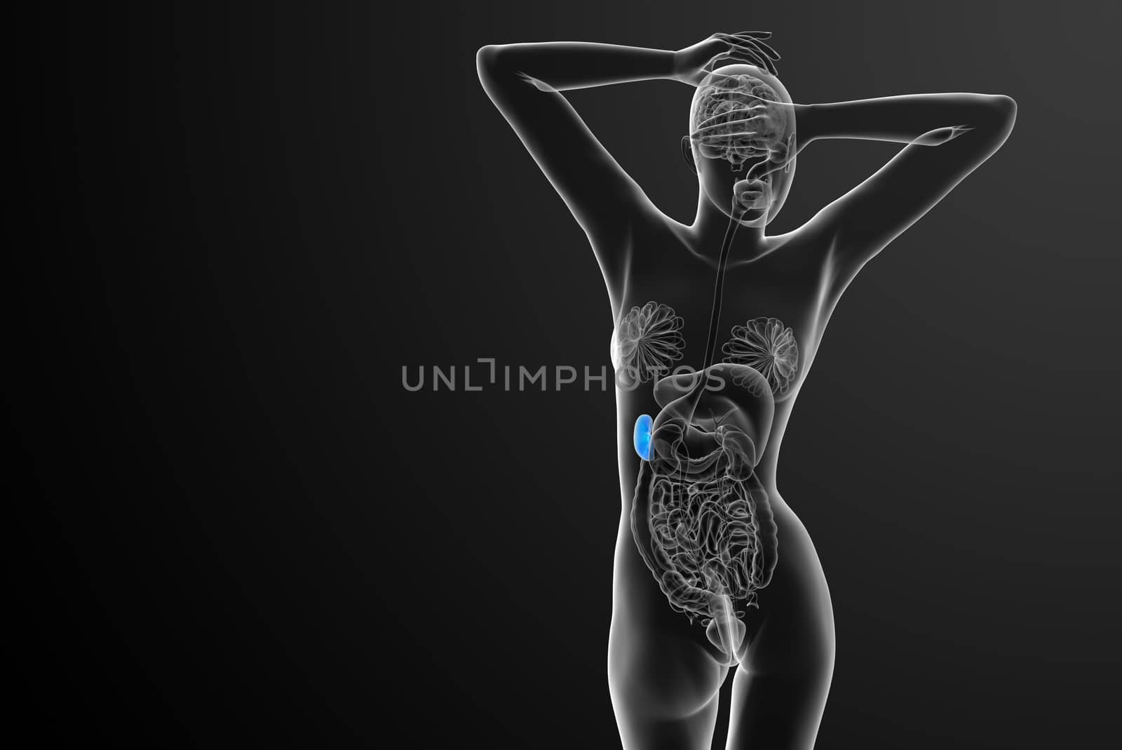 3d render medical illustration of the spleen - back view