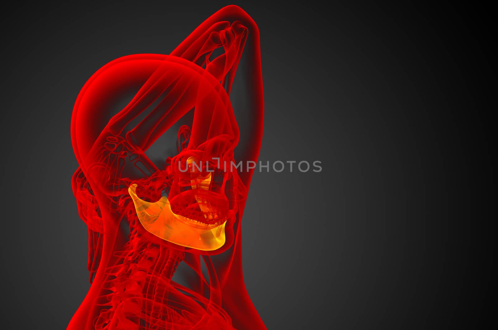 3d rendered illustration - jaw bone - side view