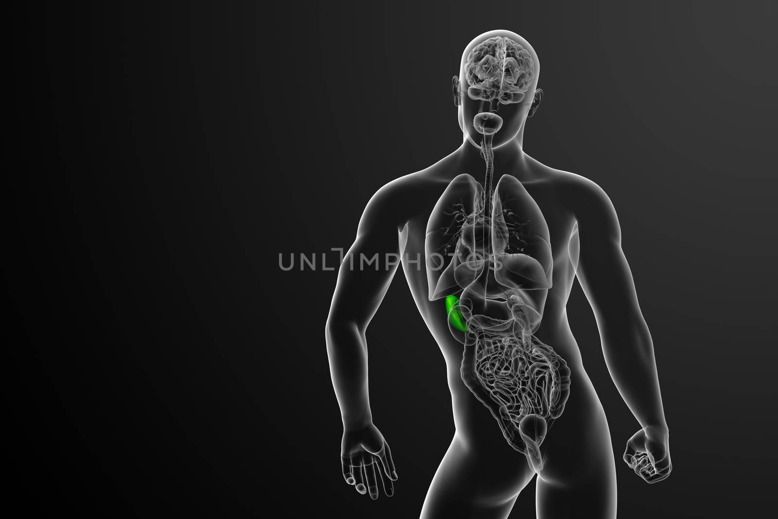 3d render medical illustration of the spleen - back view