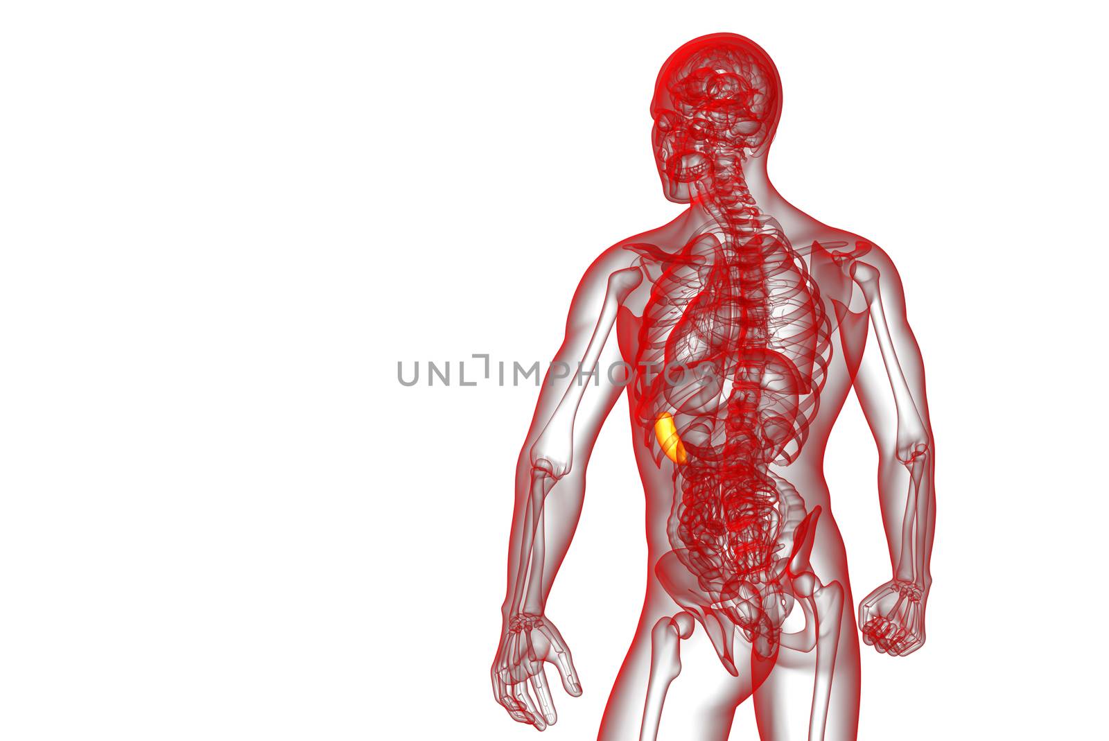 3d render medical illustration of the spleen - back view