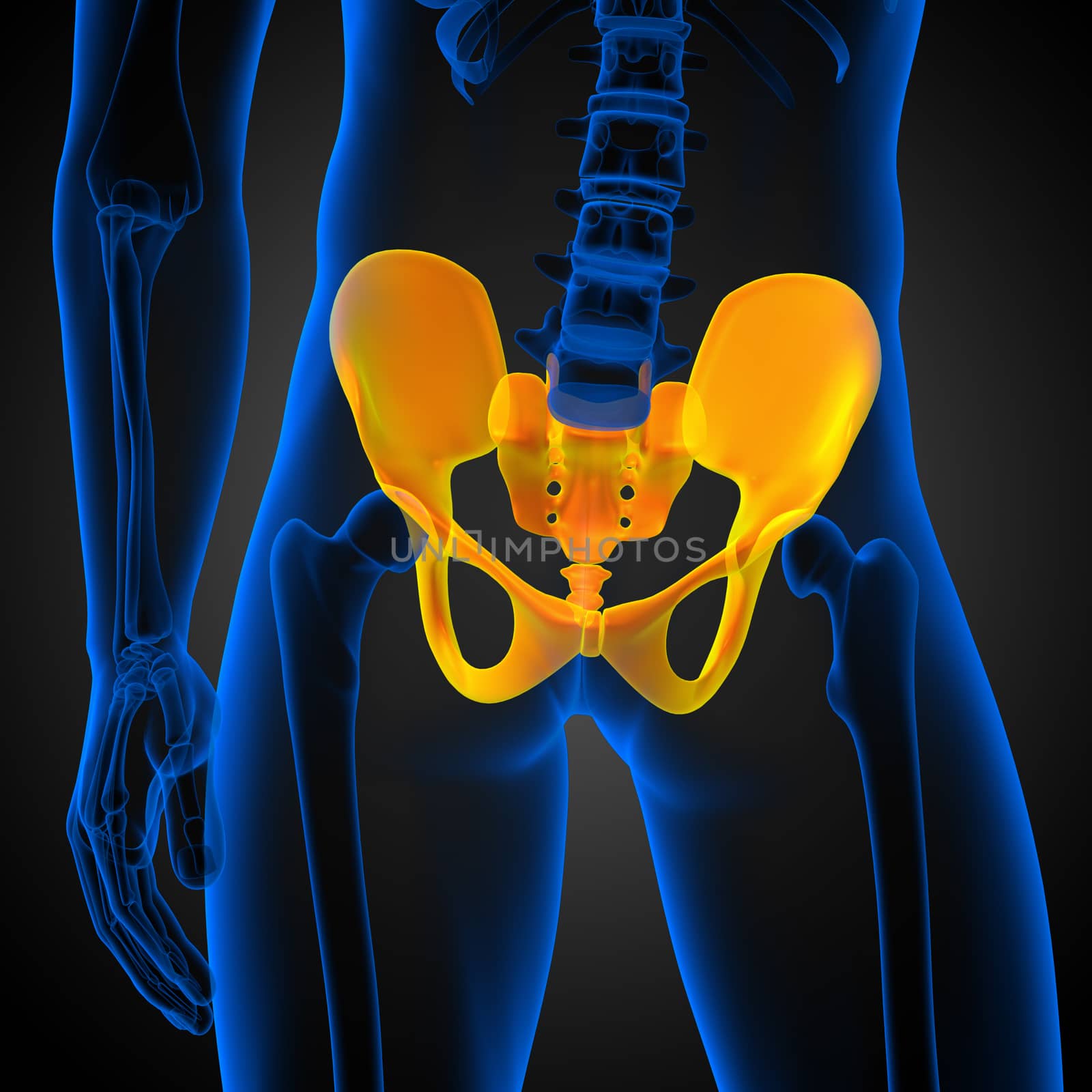 3D medical illustration of the pelvis bone - front view