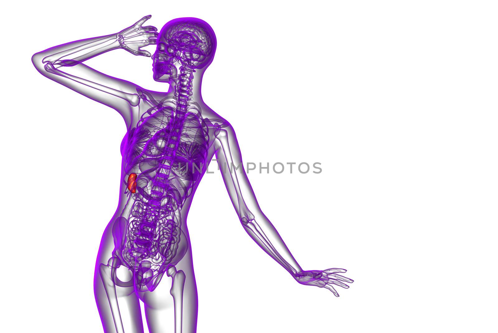 3d render medical illustration of the spleen - back view