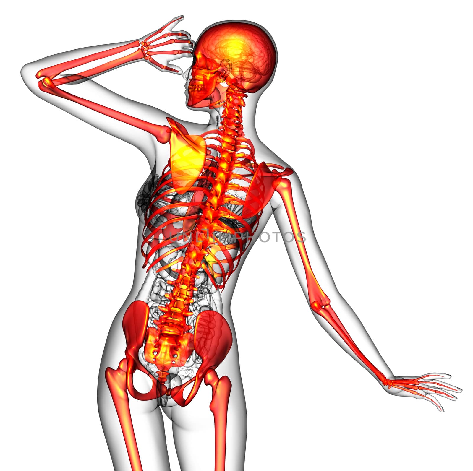3D medical illustration of the human skeleton - back view