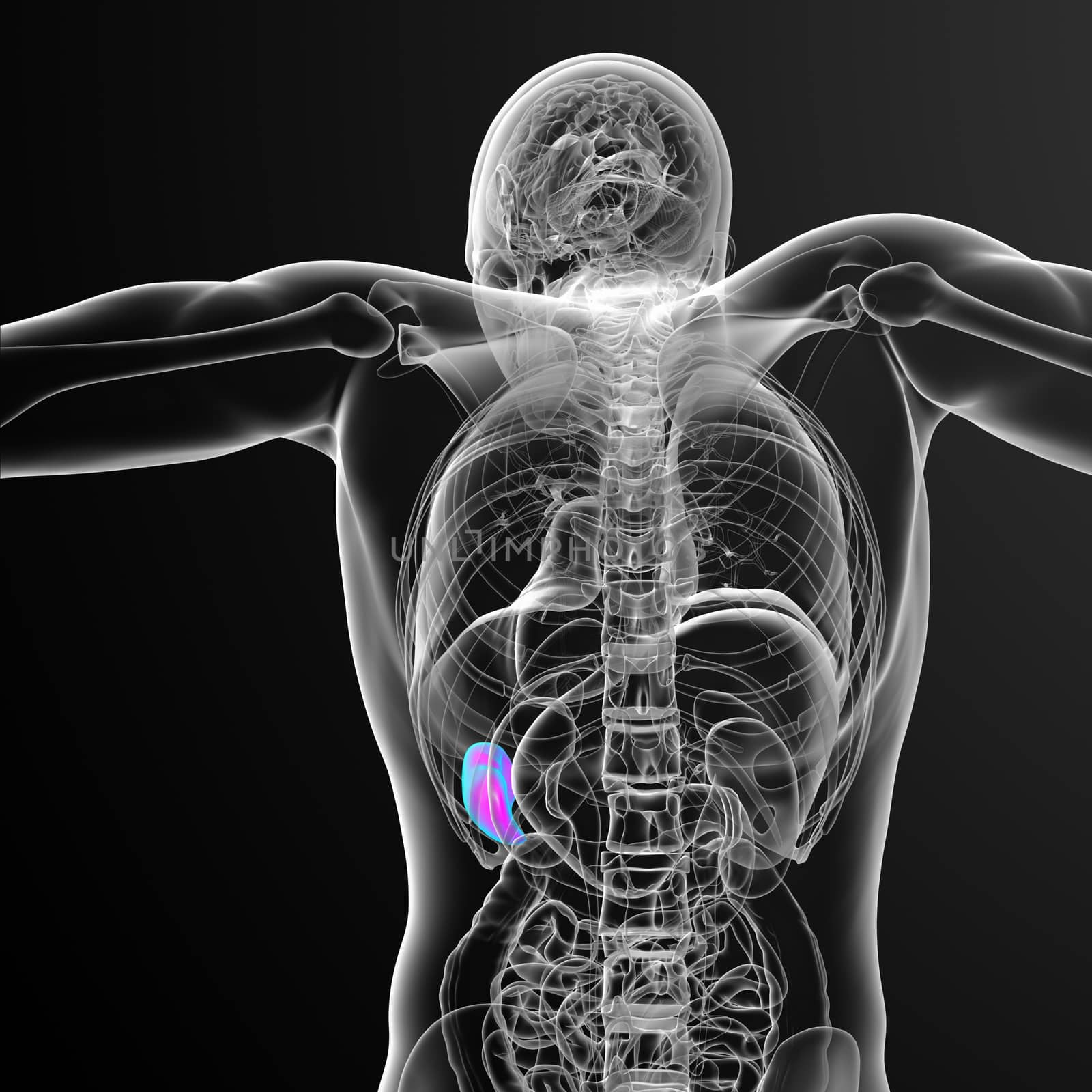 3d render medical illustration of the spleen - back view