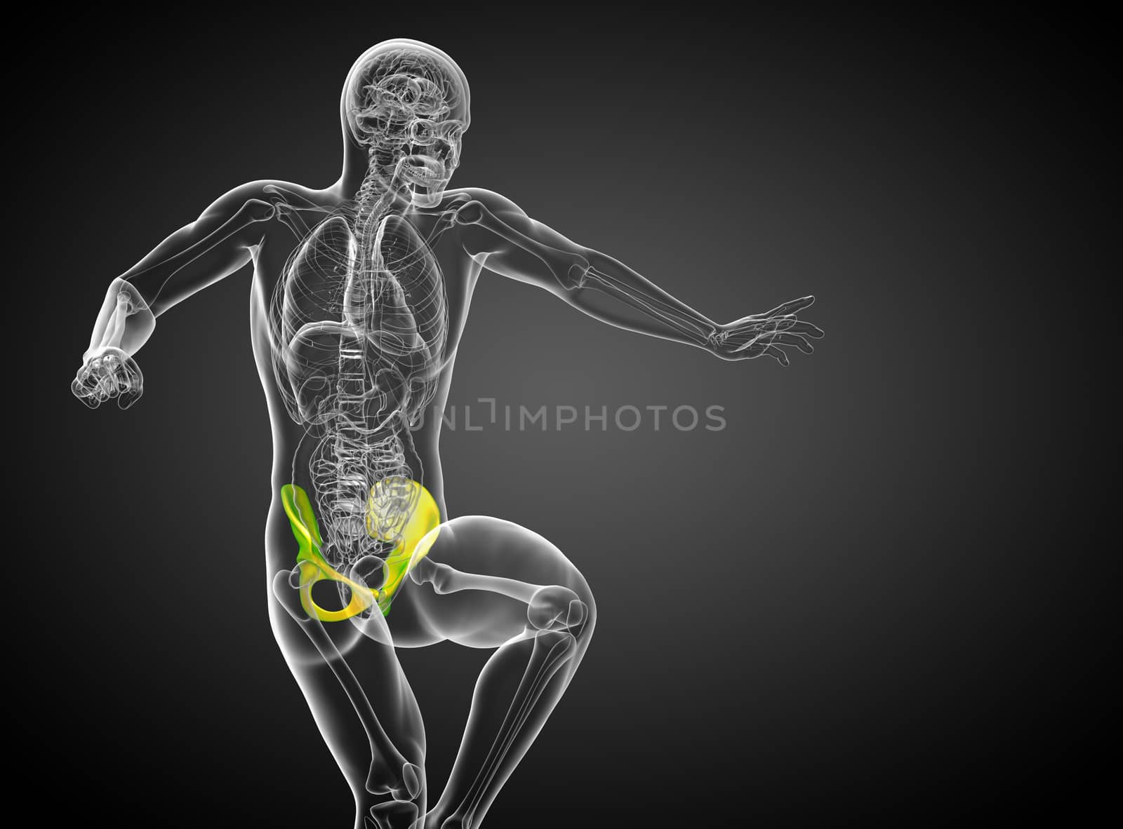 3d render medical illustration of the pelvis bone - side view