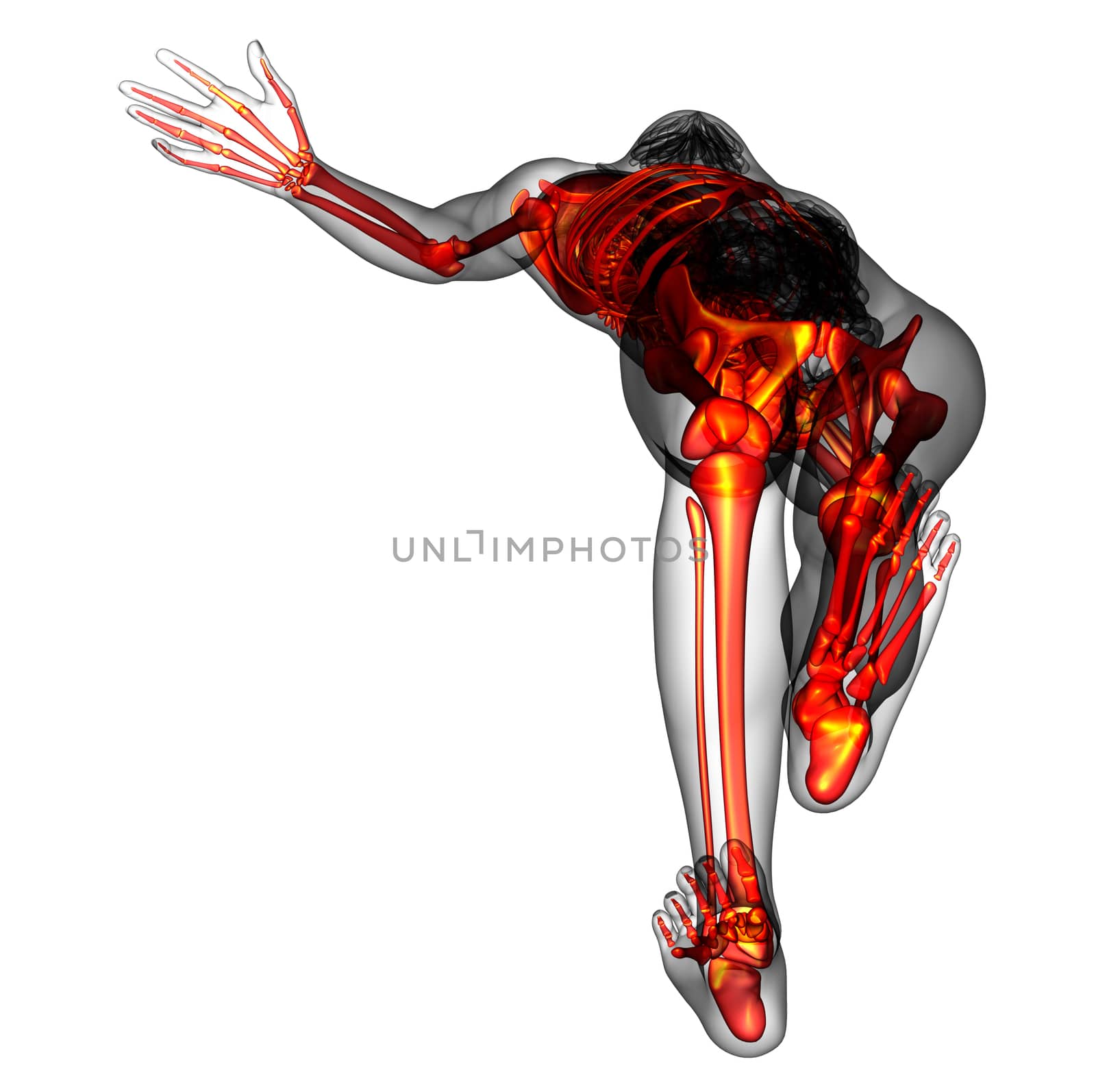 3D medical illustration of the human skeleton - bottom  view
