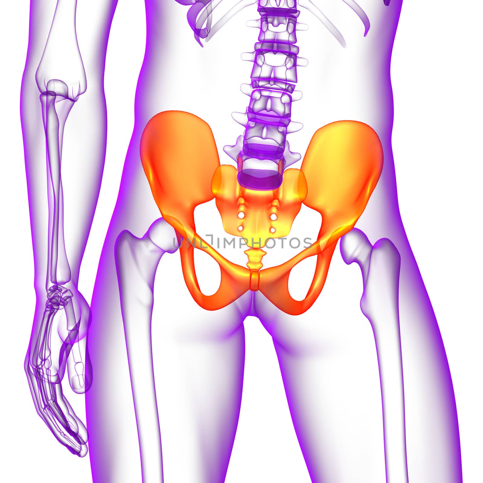 3D medical illustration of the pelvis bone - front view