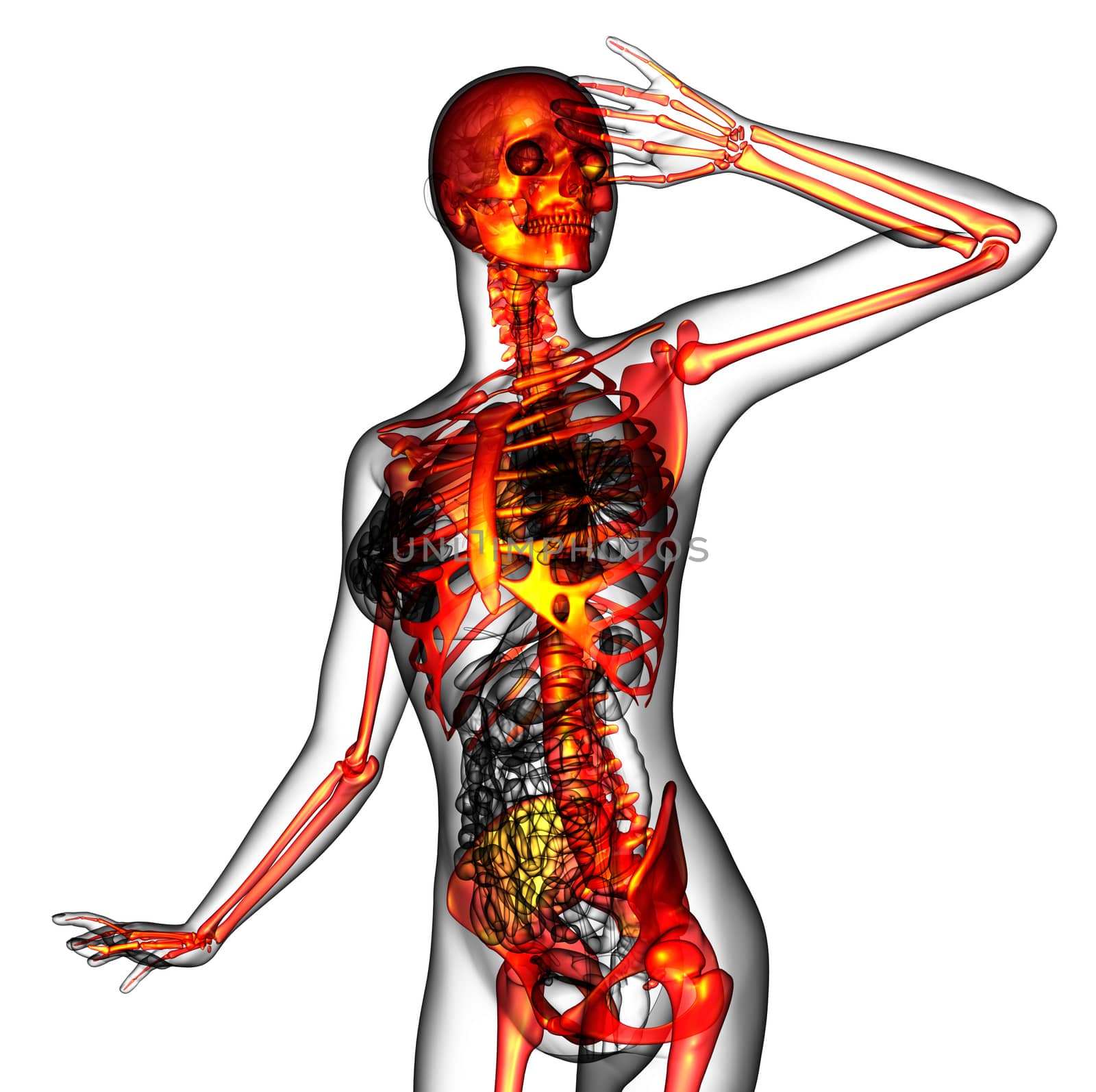 3D medical illustration of the human skeleton - front  view