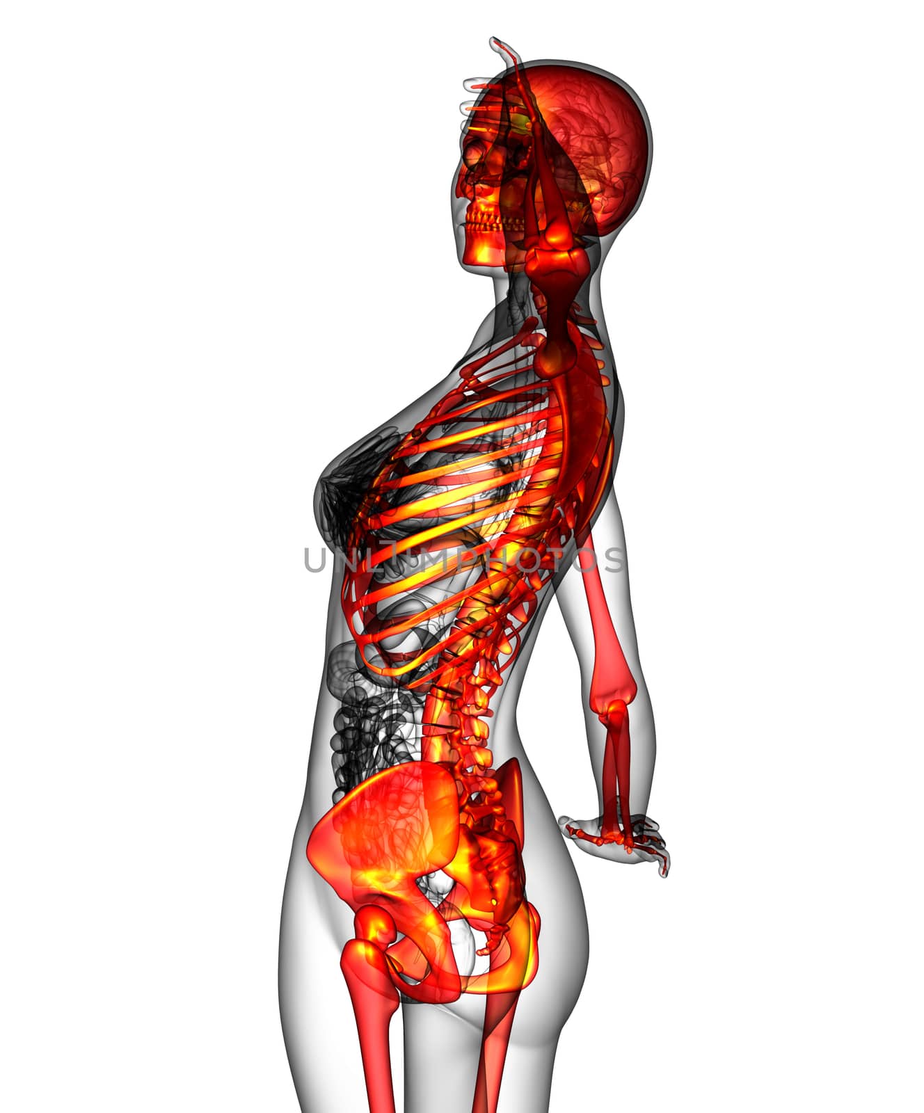 3D medical illustration of the human skeleton by maya2008