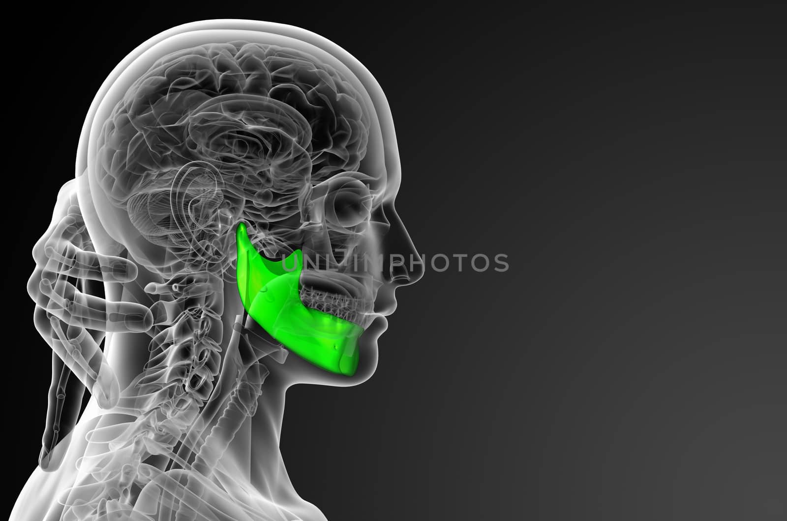 3d rendered illustration - jaw bone - side view