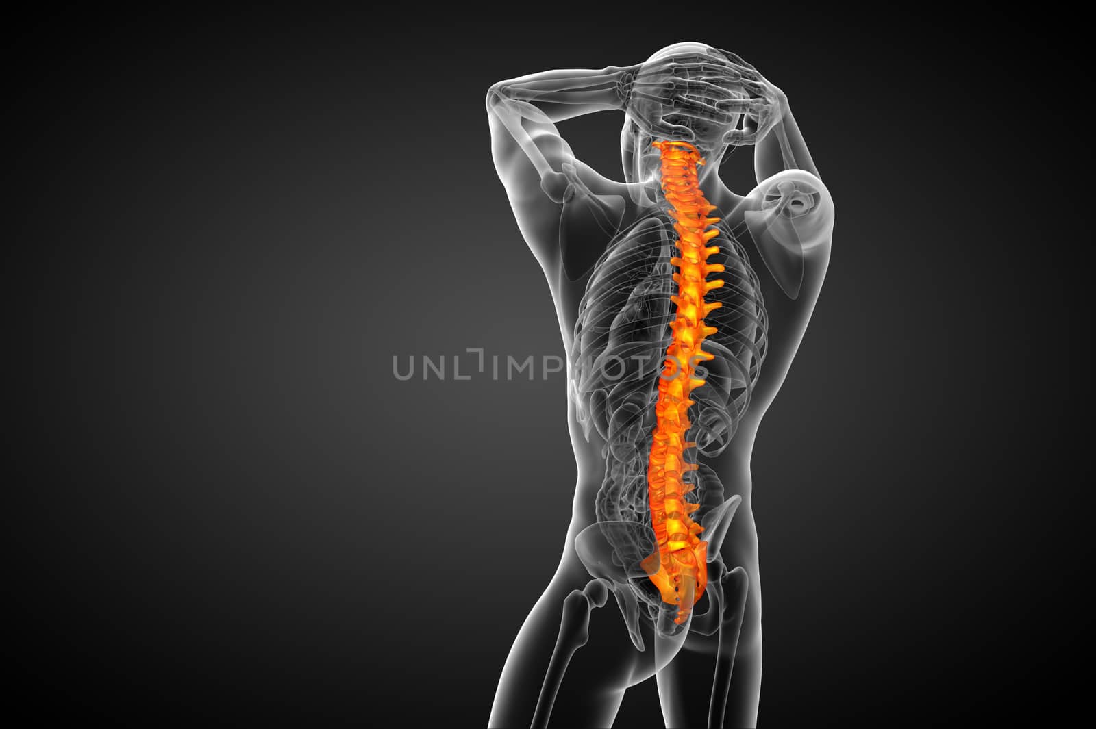 3d render medical illustration of the human spine - back view