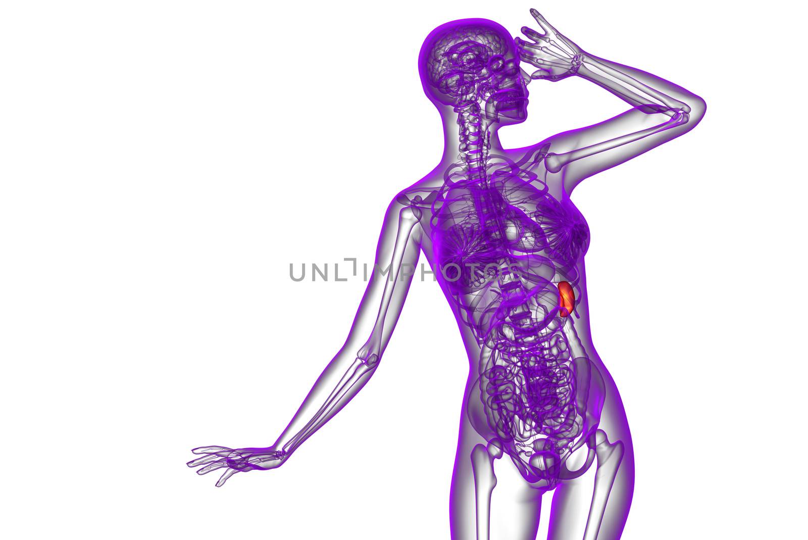 3d render medical illustration of the spleen - front view