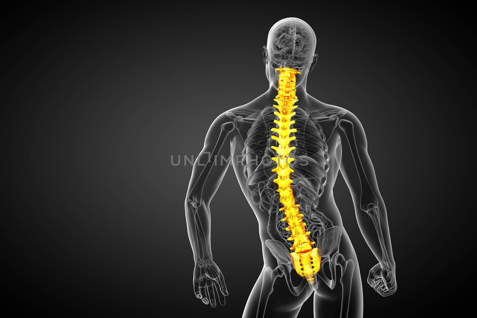 3d render medical illustration of the human spine - back view