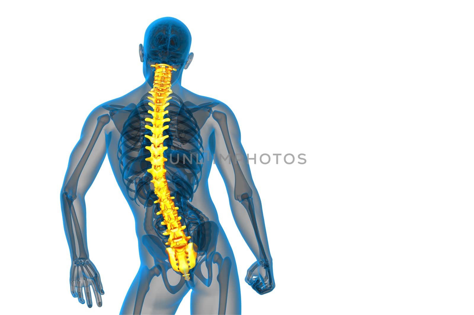 3d render medical illustration of the human spine - back view