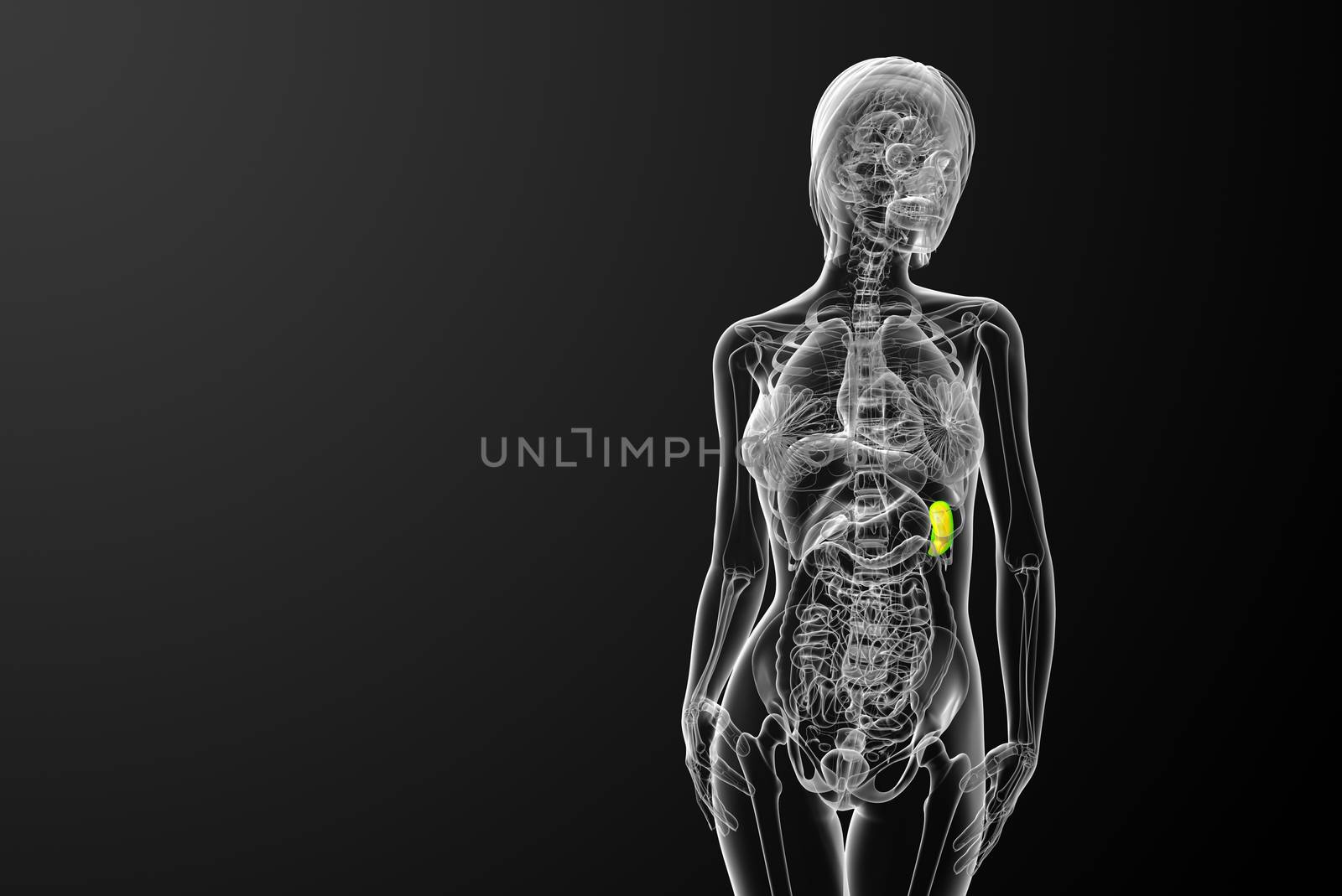3d render medical illustration of the spleen - front view