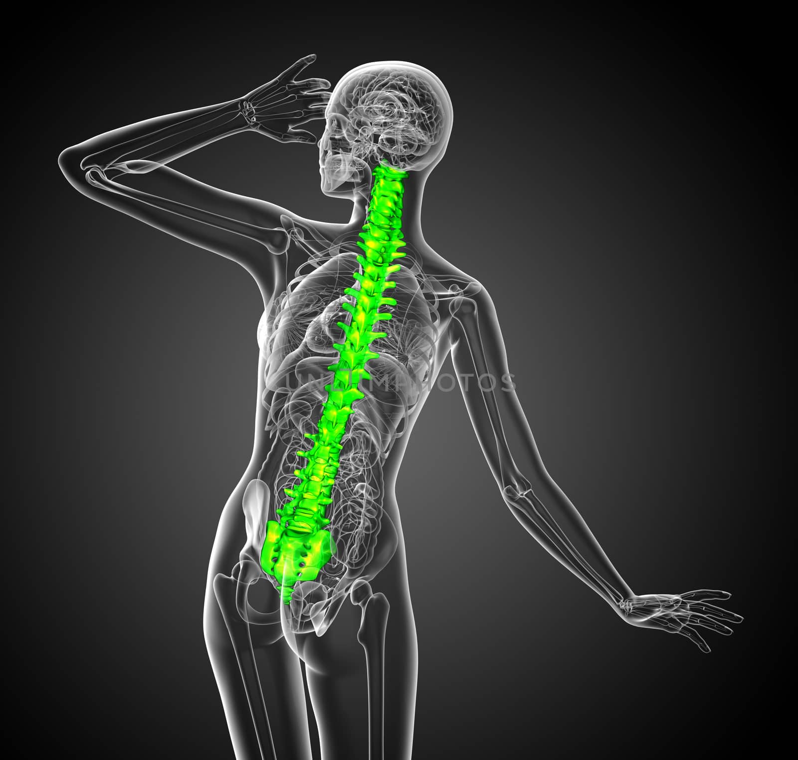 3d render medical illustration of the human spine - back view