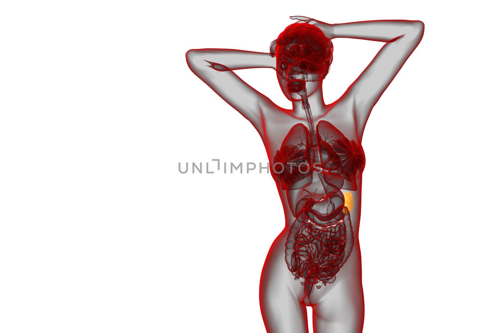 3d render medical illustration of the spleen - front view