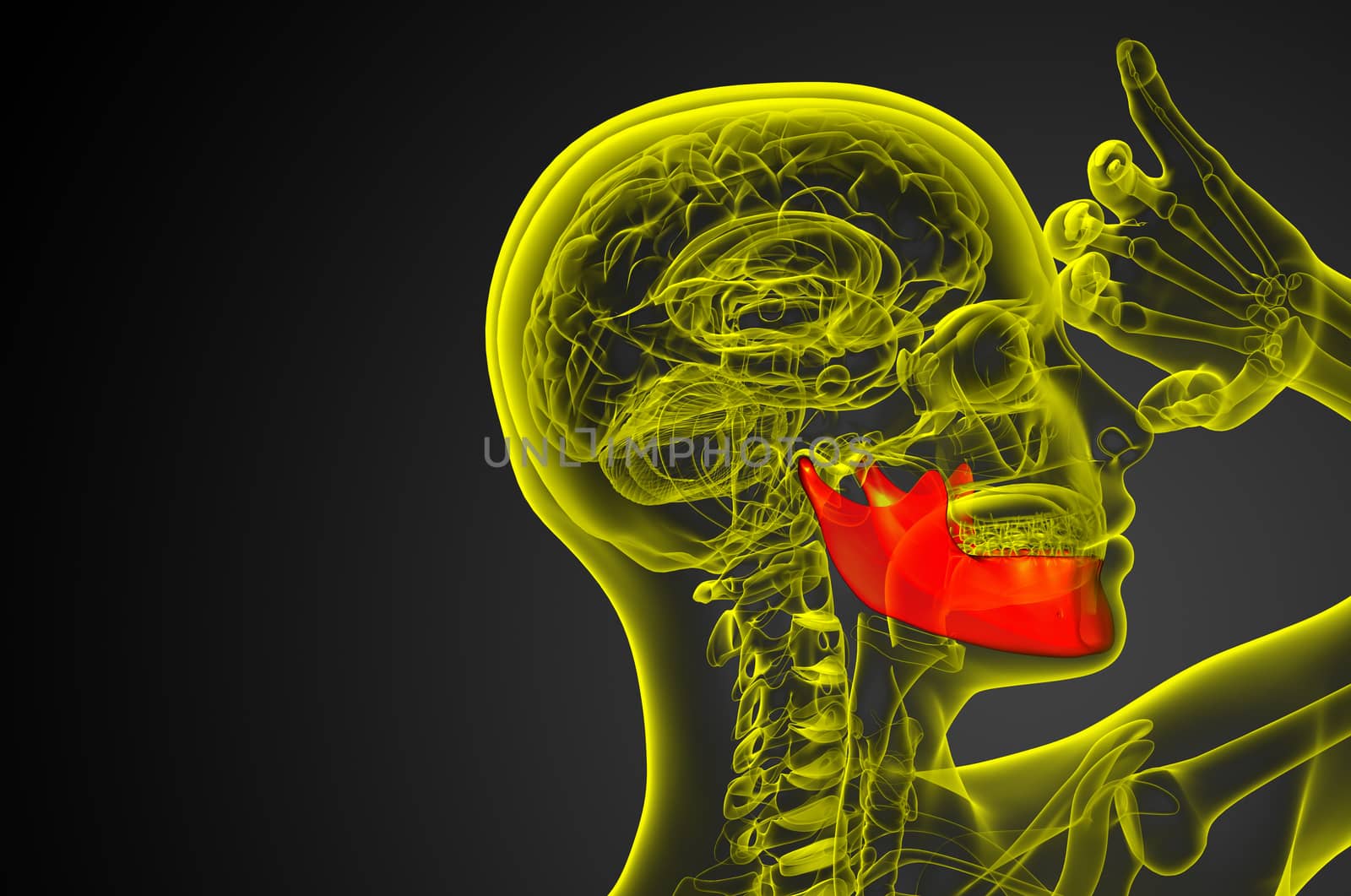 3d rendered illustration - jaw bone - side view