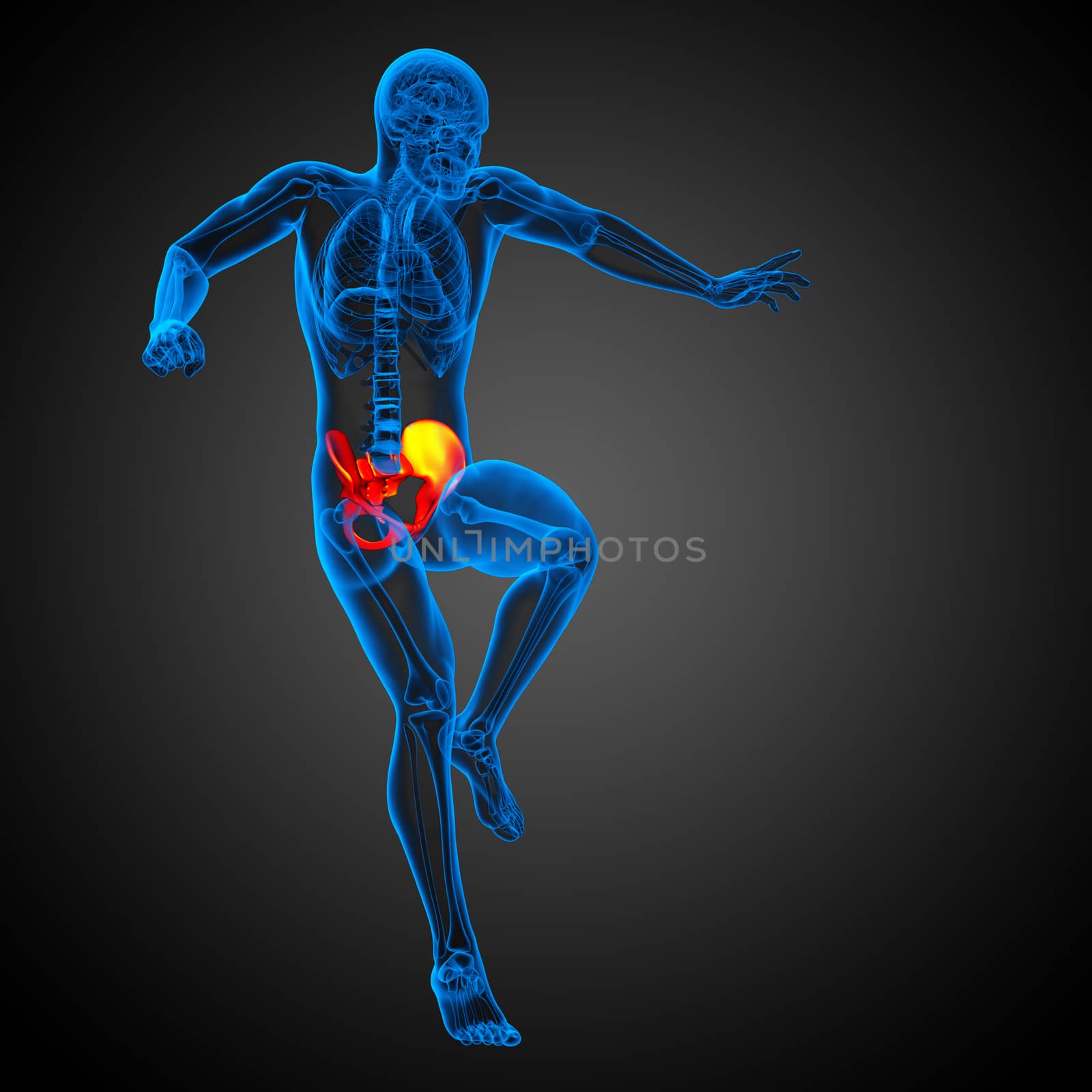 3D medical illustration of the pelvis bone by maya2008