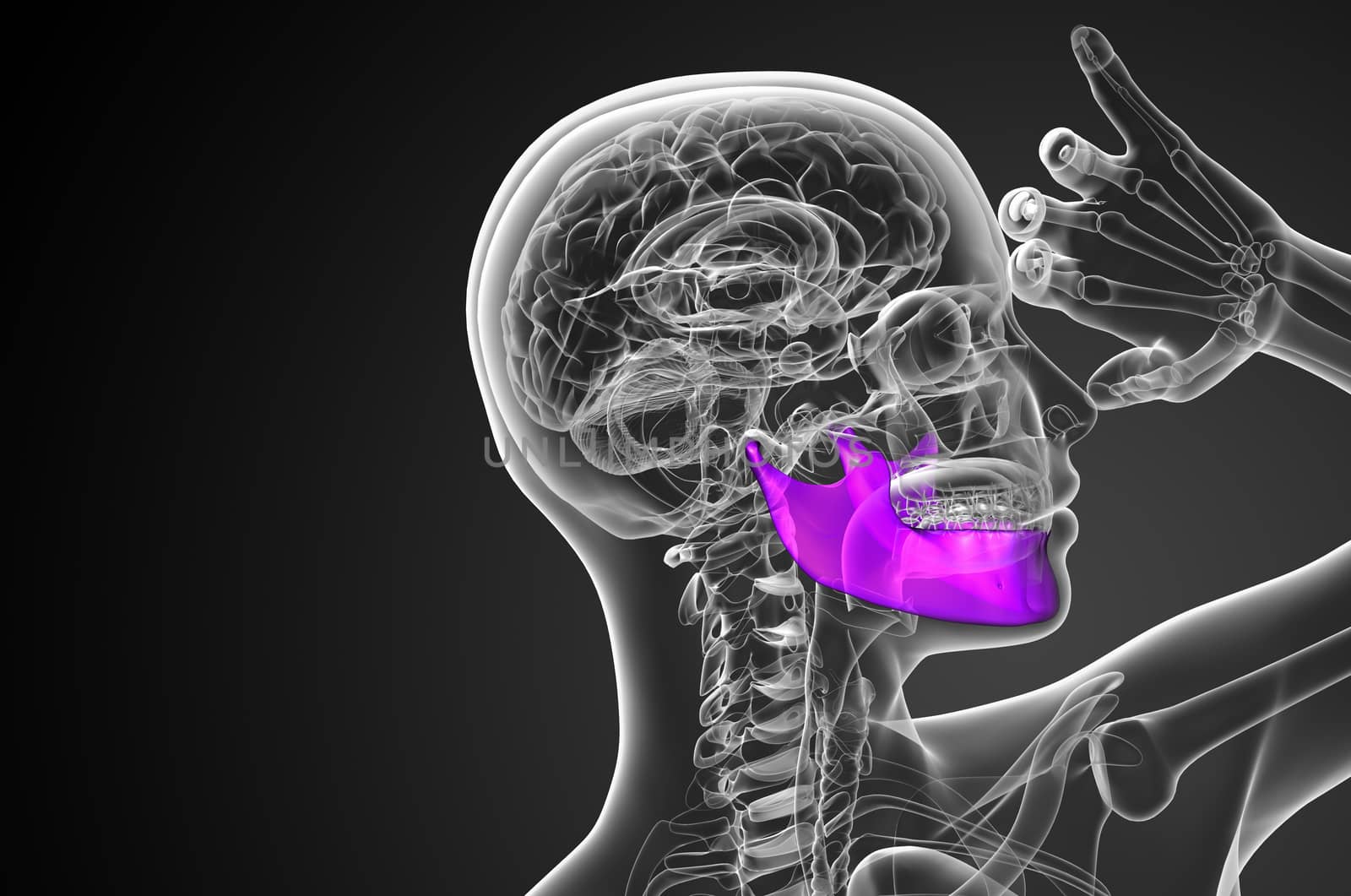 3d rendered illustration - jaw bone - side view