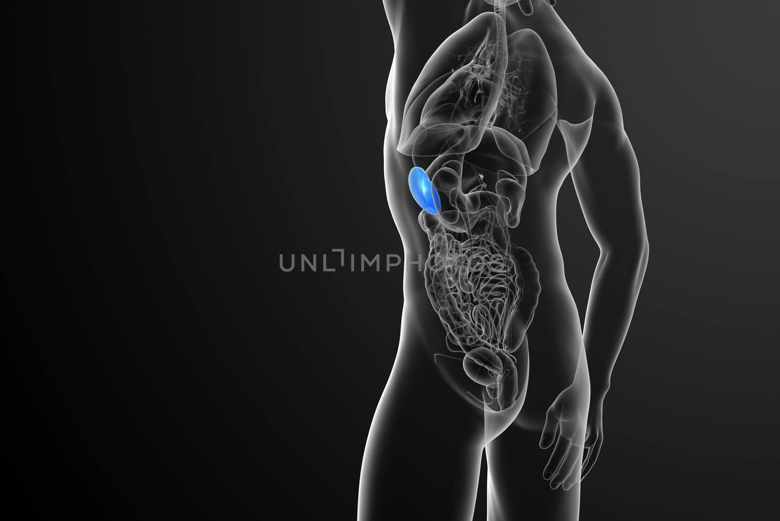 3d render medical illustration of the spleen - side view